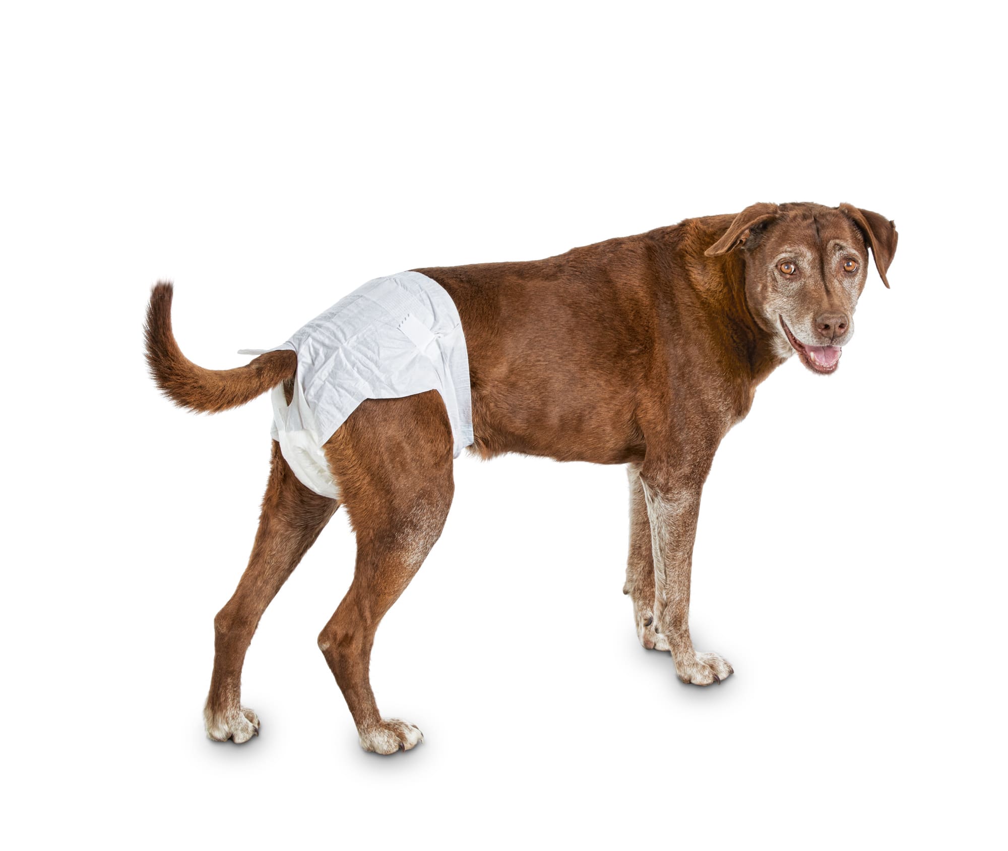 dog menses pad