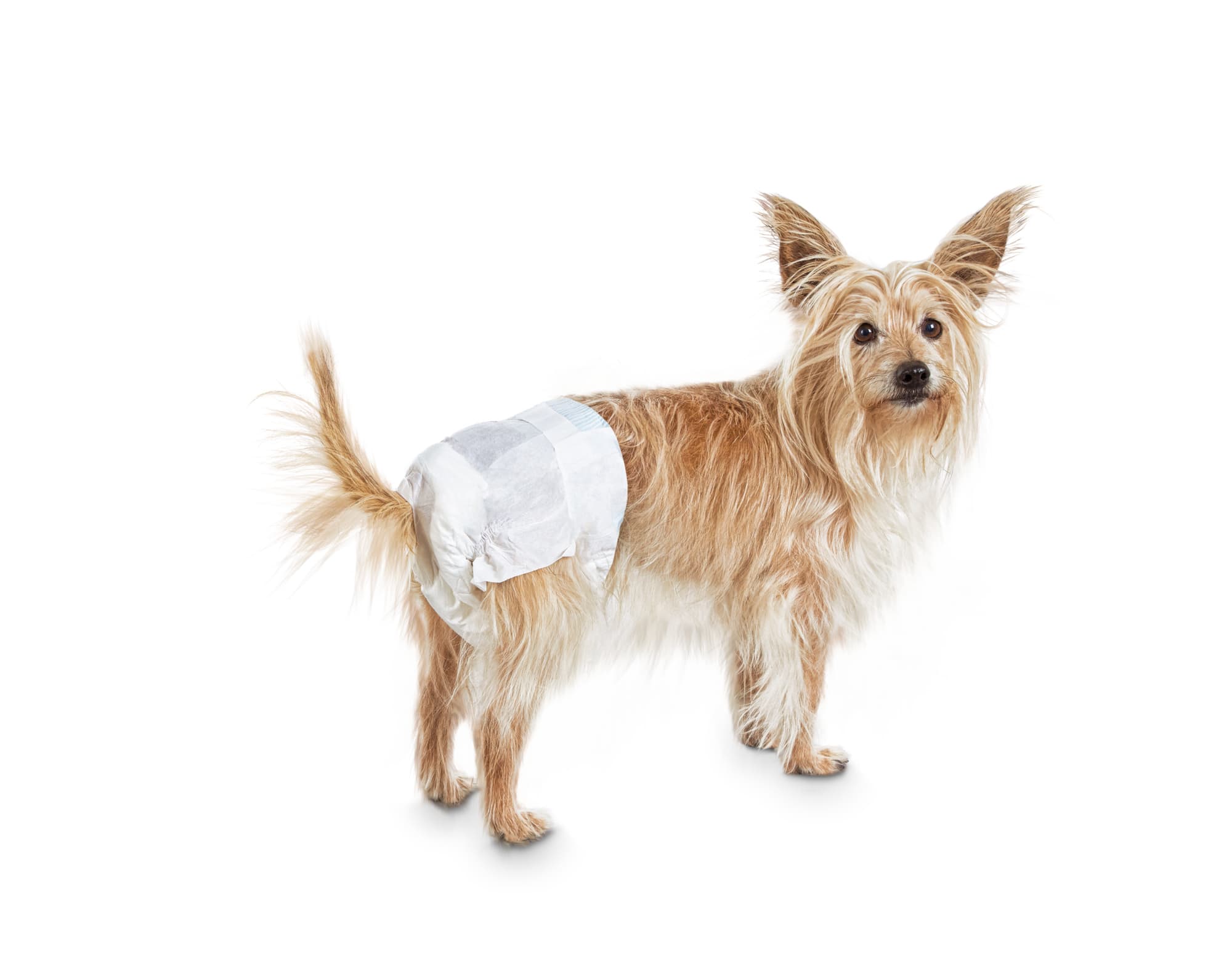 female dog diapers petco