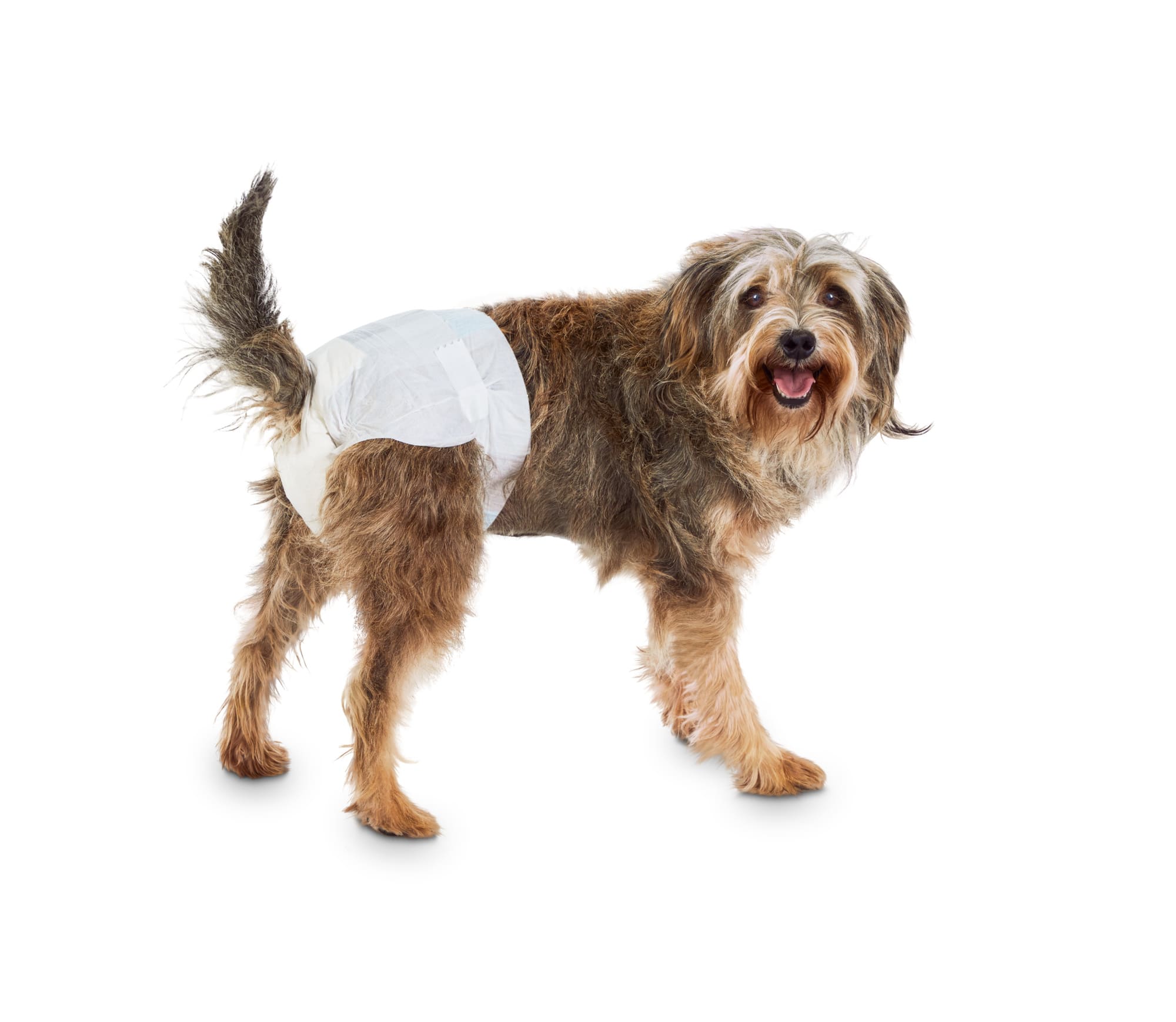 petco disposable dog diapers