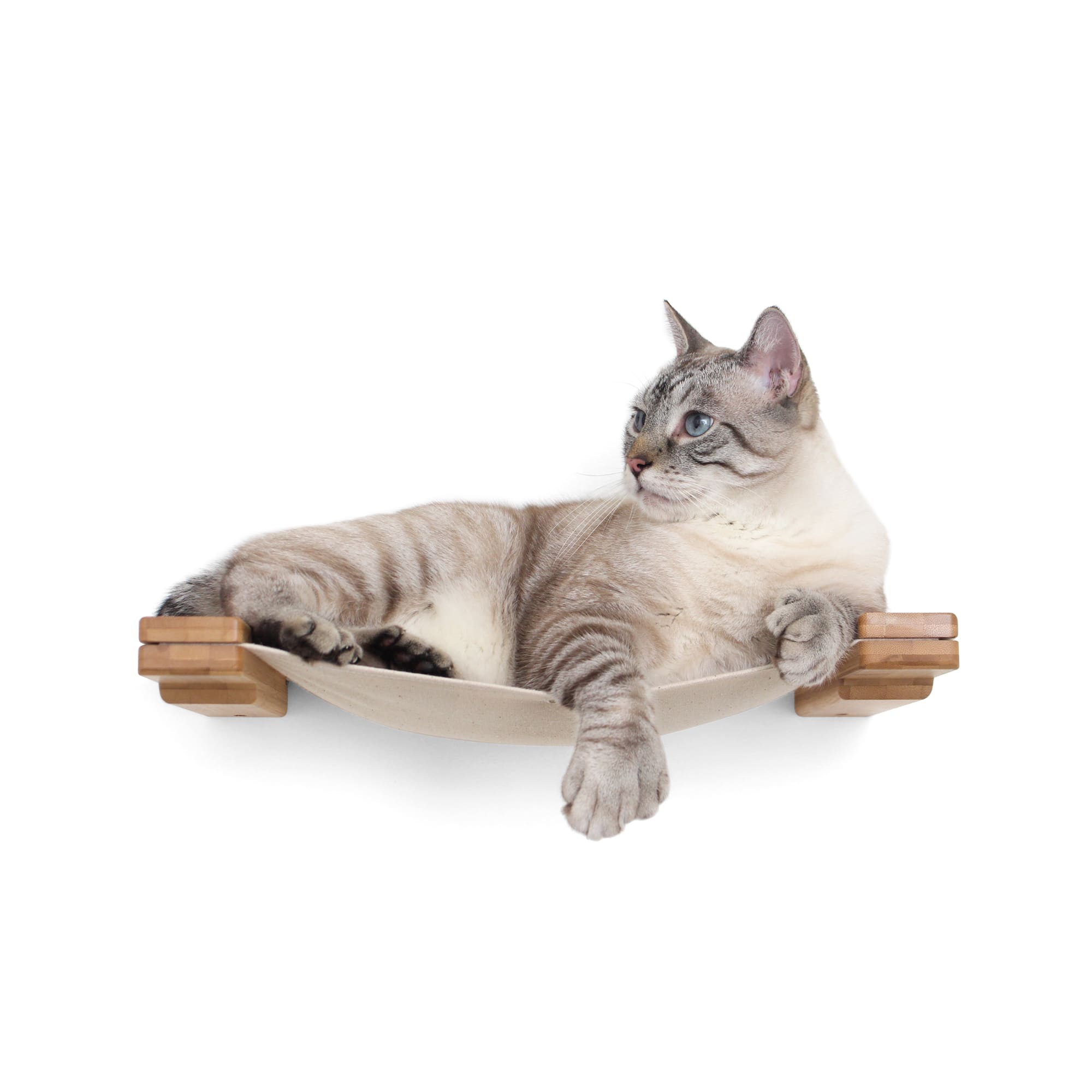 petco cat dancer