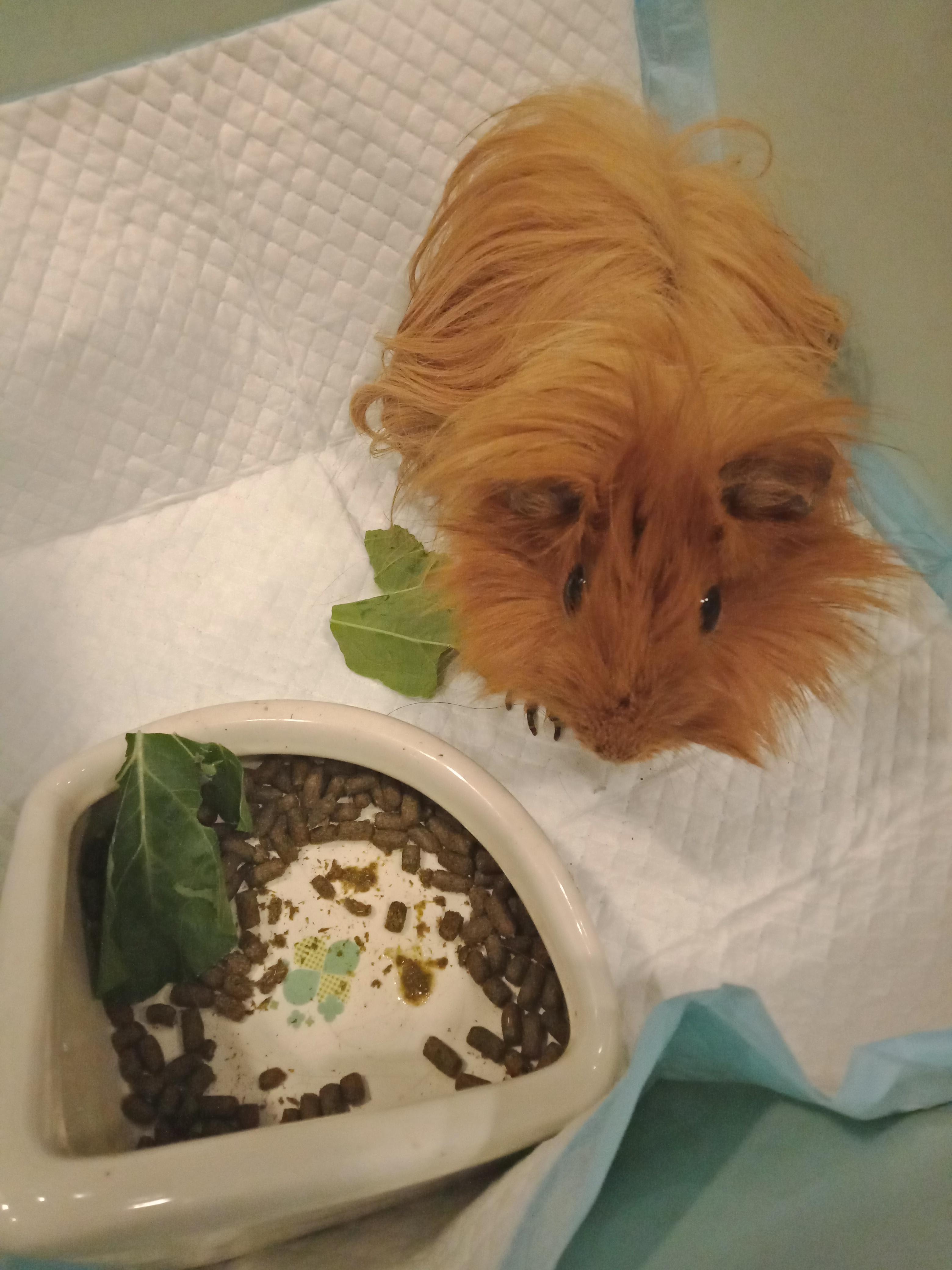 Picture Idea: My Guinea Pig Drooling Underweight Won T Eat What S