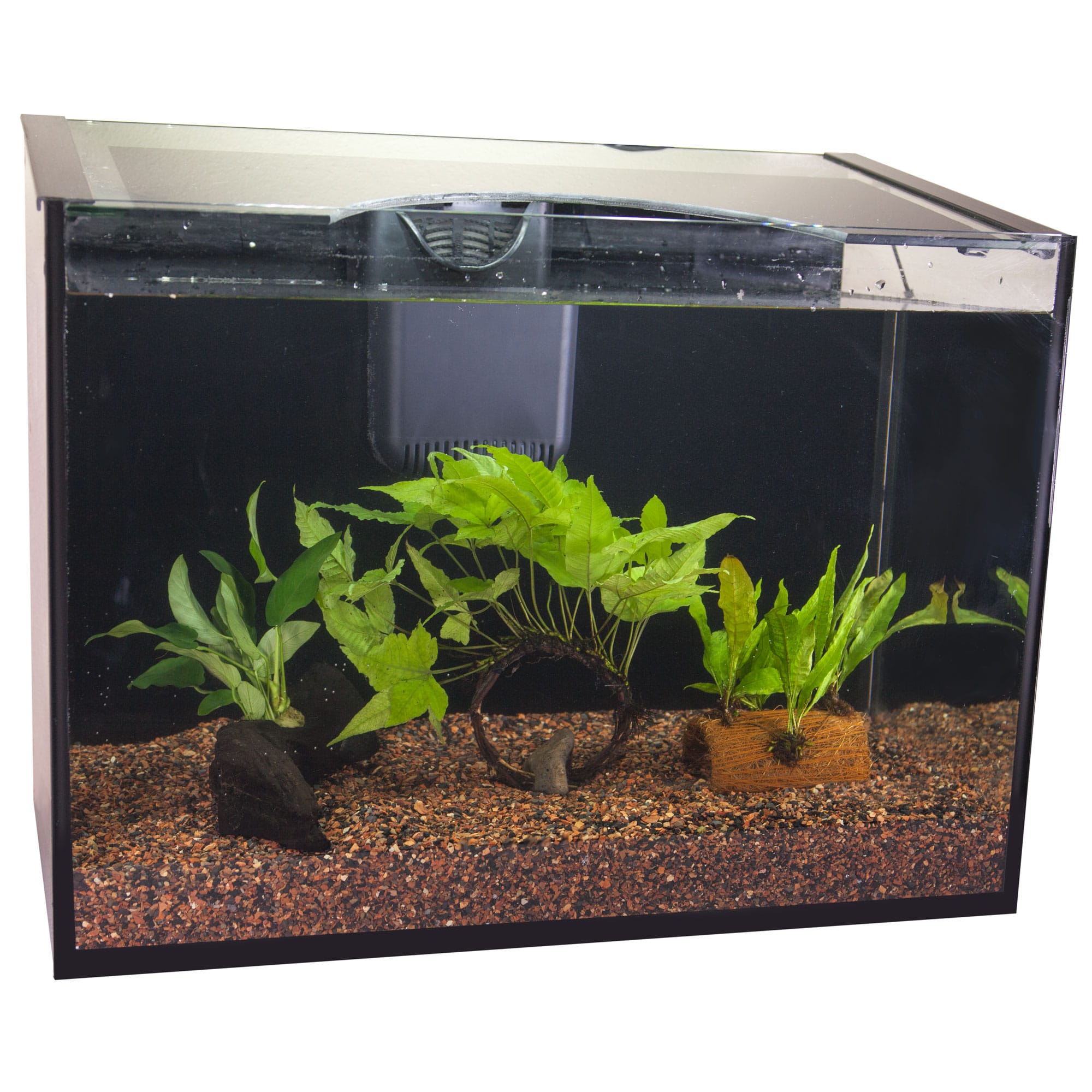 Petco live freshwater store plants