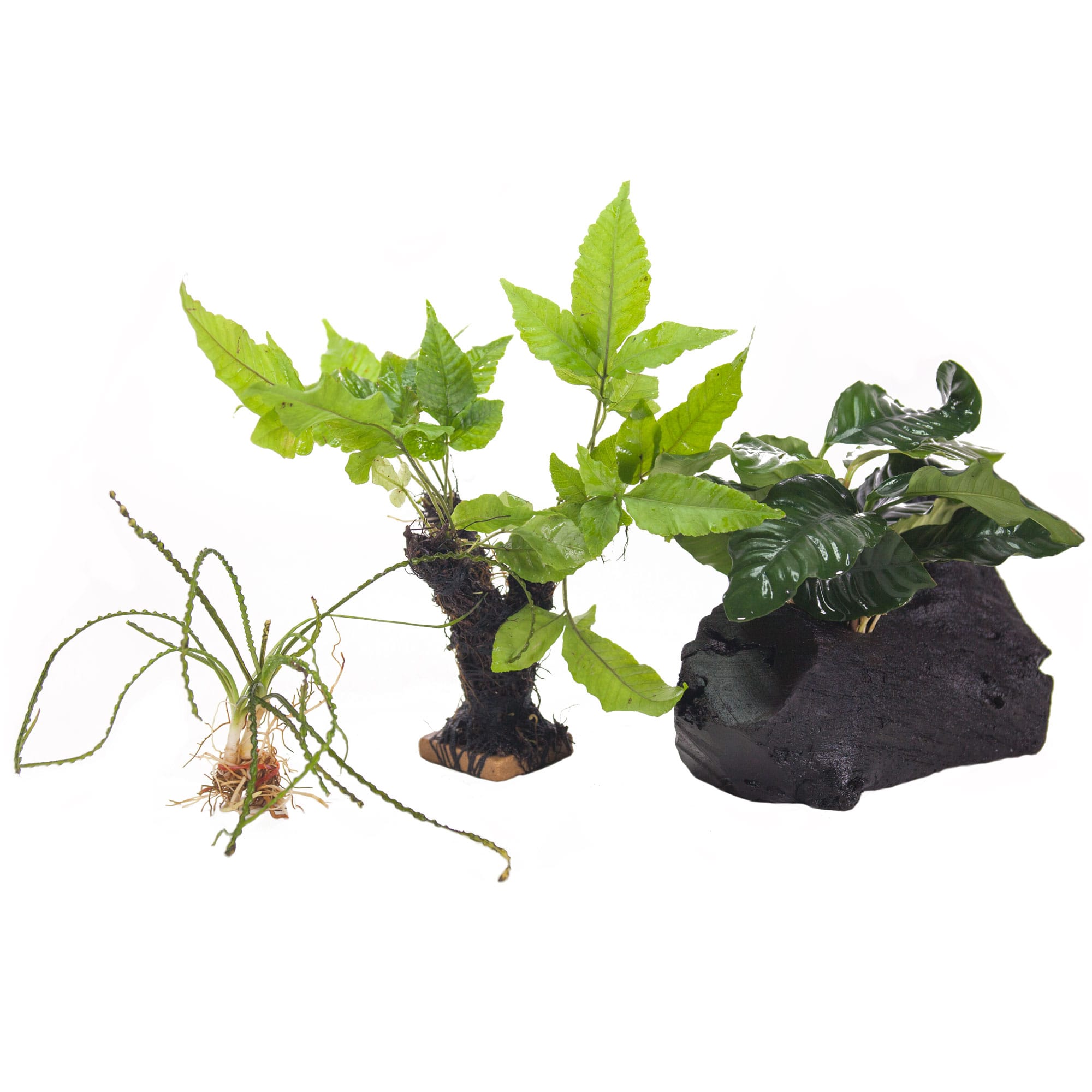 live-plant-pack-2-decor-for-10-20-gallon-tanks-petco