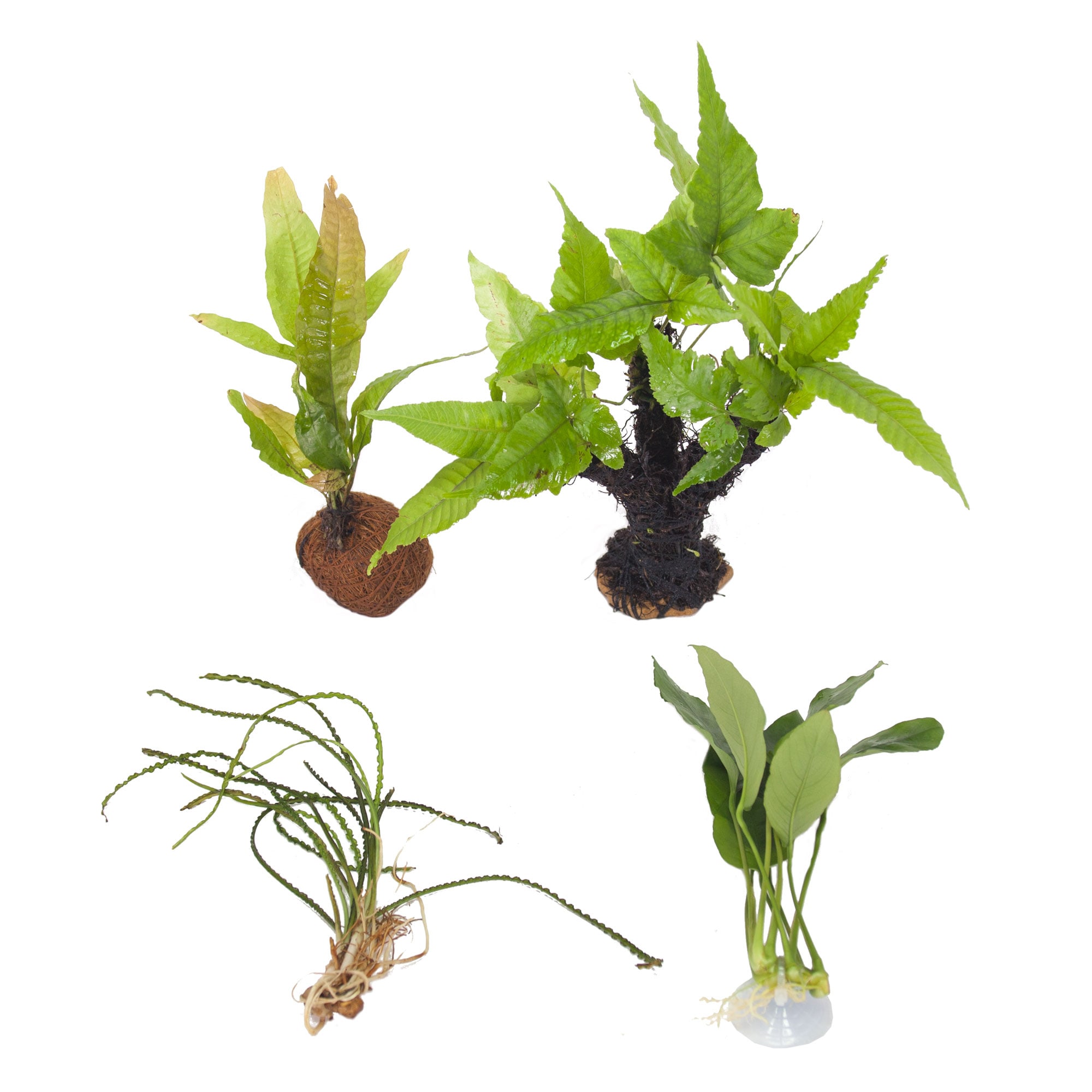 Petco live sale freshwater plants