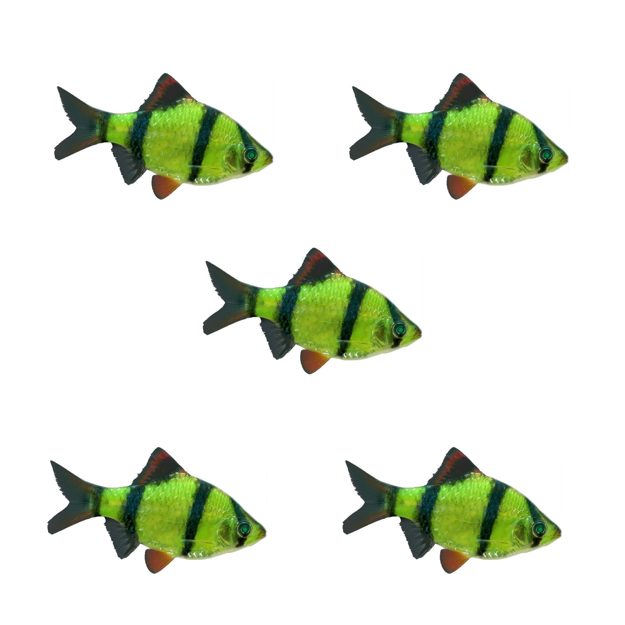 Starfire red tiger shop barb glofish care