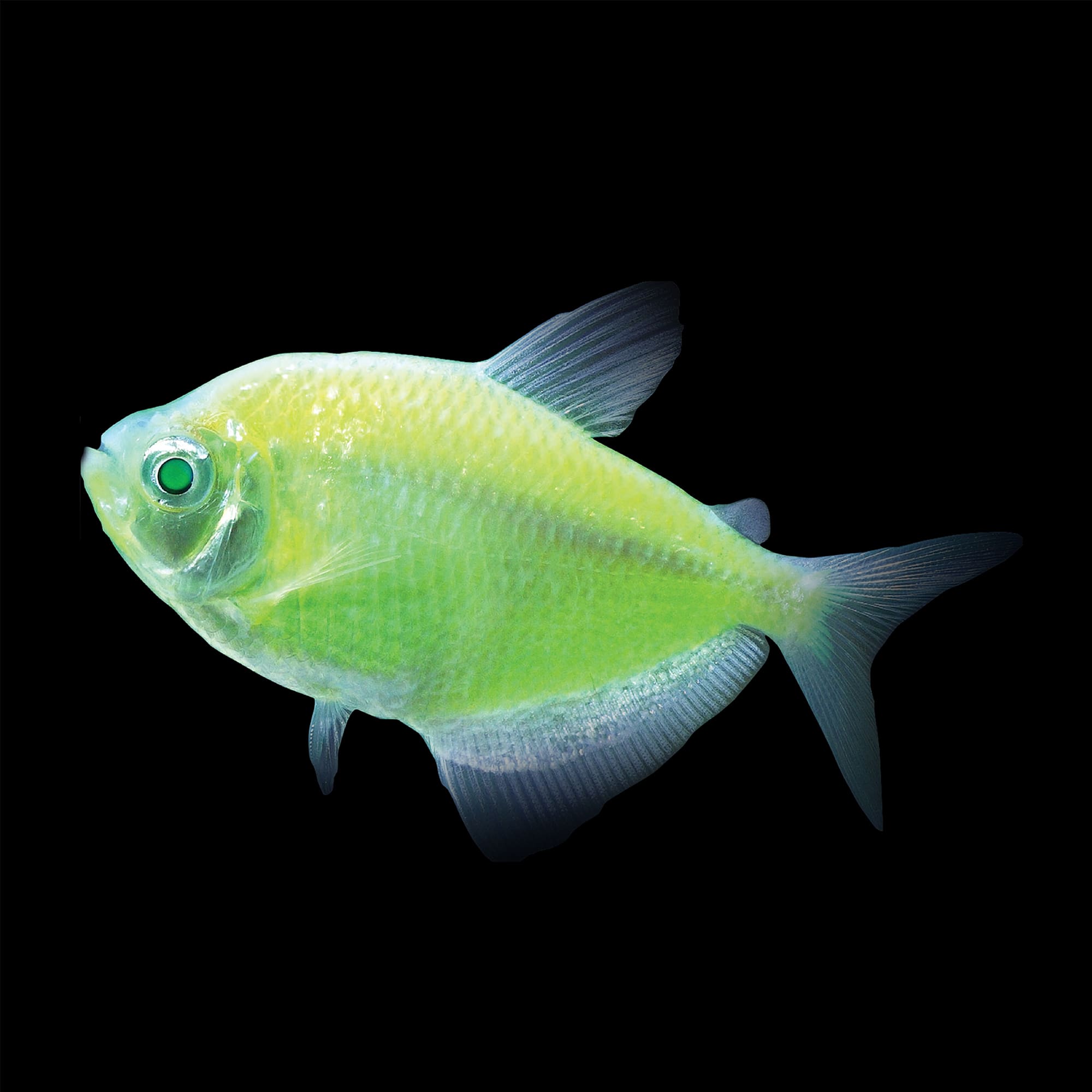 Electric Green Tetra For Sale - 5 Pack