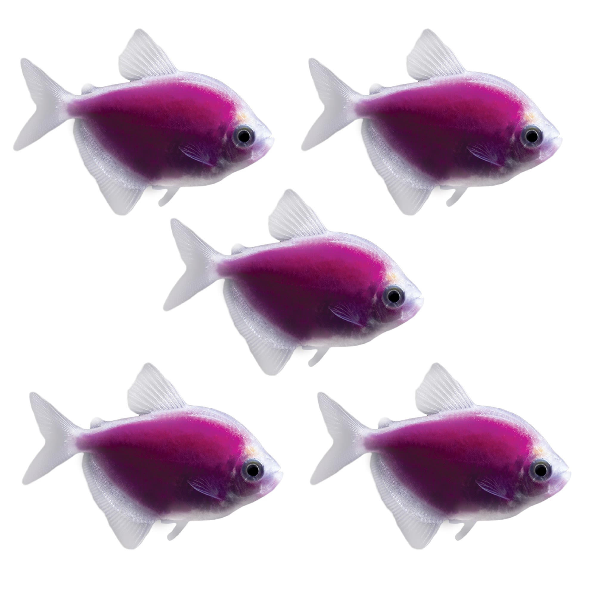 Galactic Purple Tetra For Sale - 5 Pack