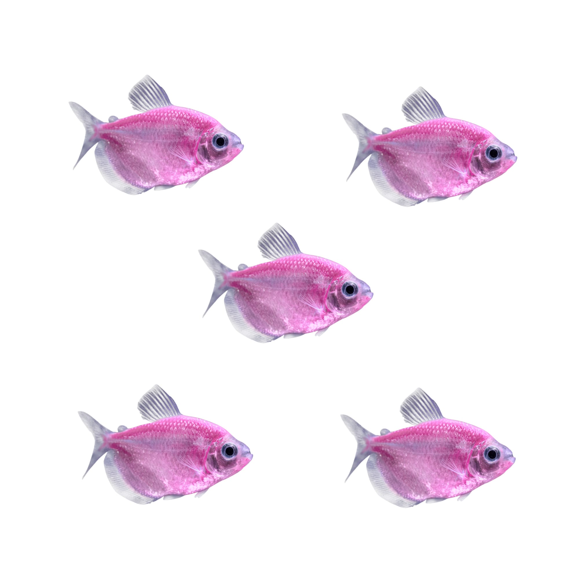 Moonrise Pink Tetra - 5 Pack