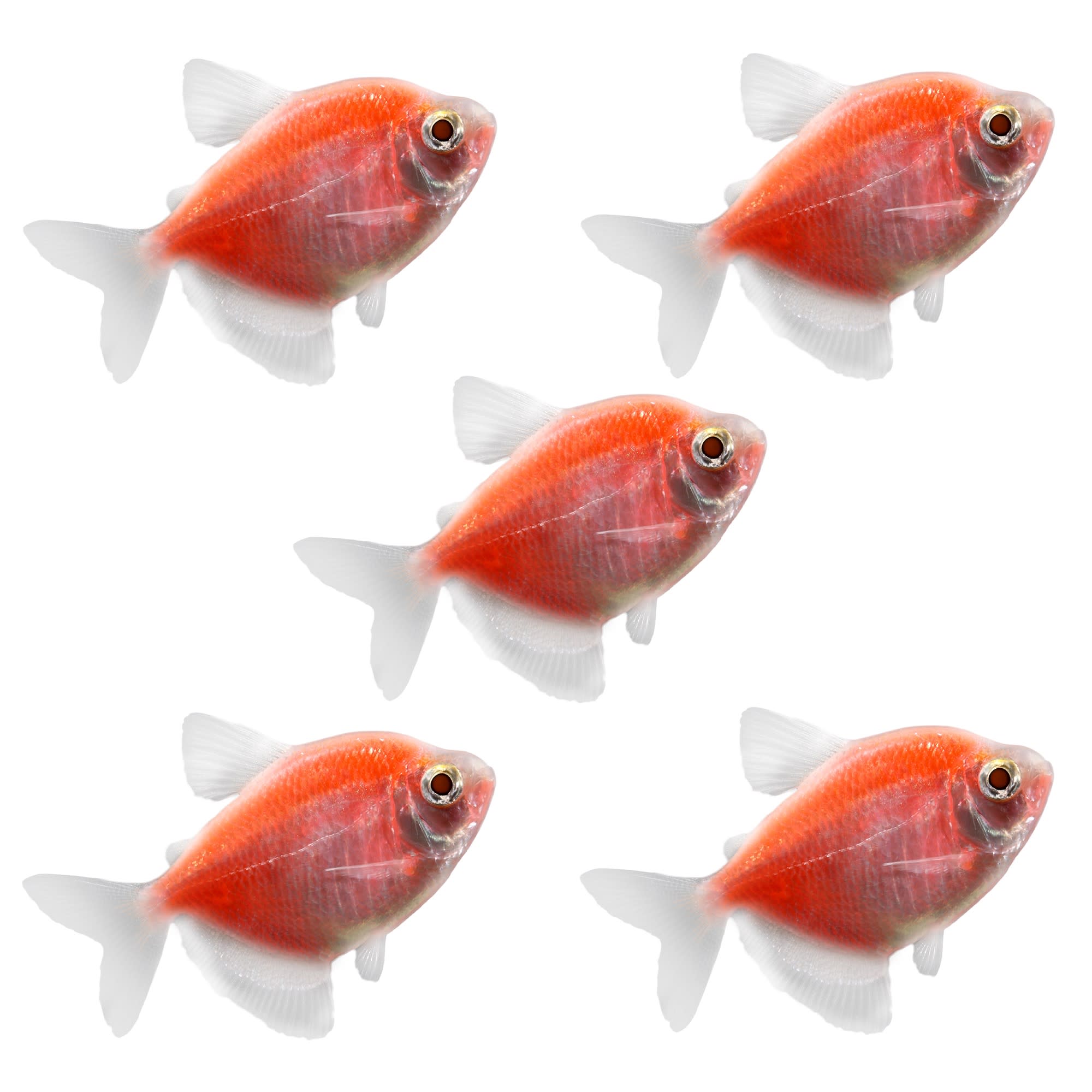 Tetra Fish Breed Information and Pictures - PetGuide