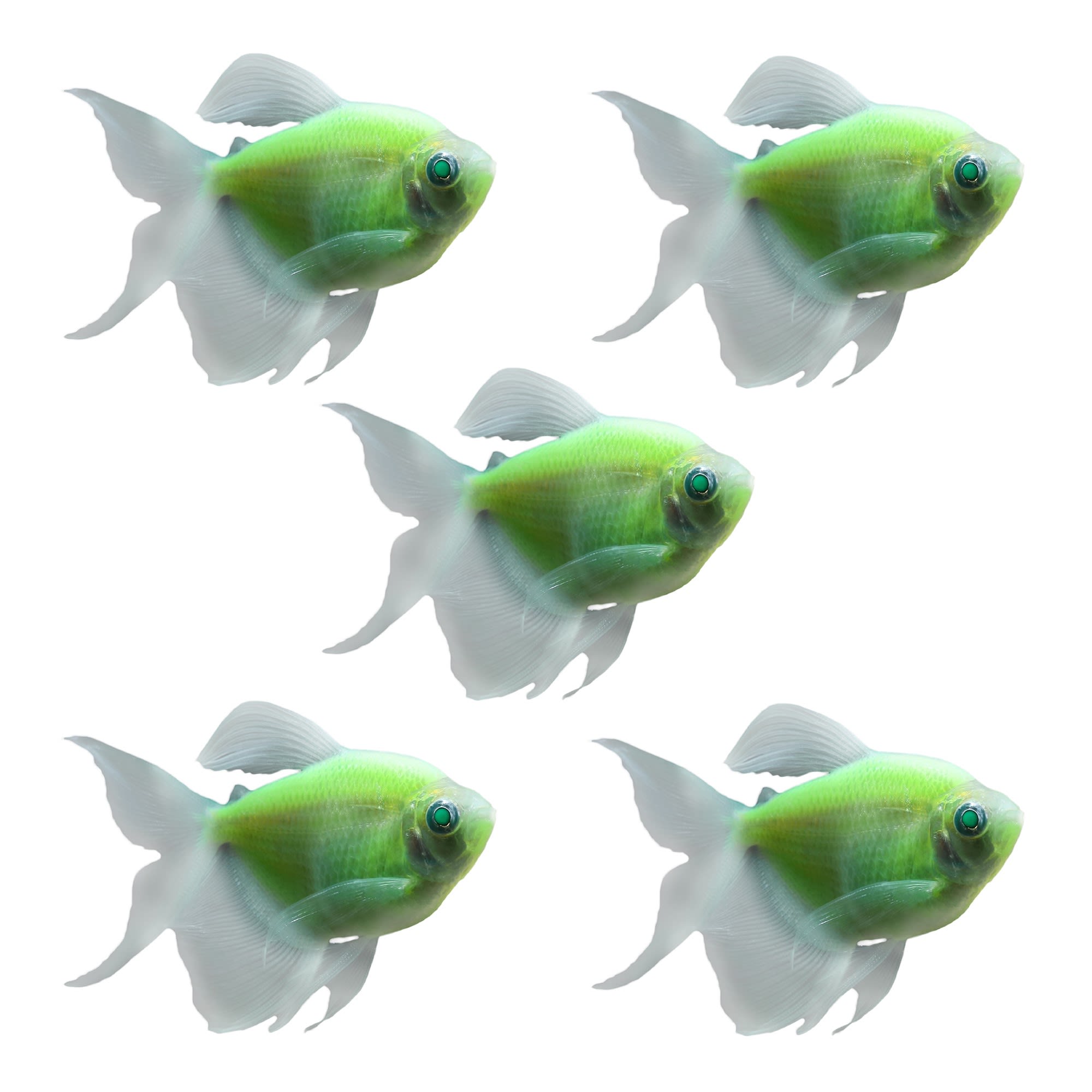 Glofish long fin tetra care best sale