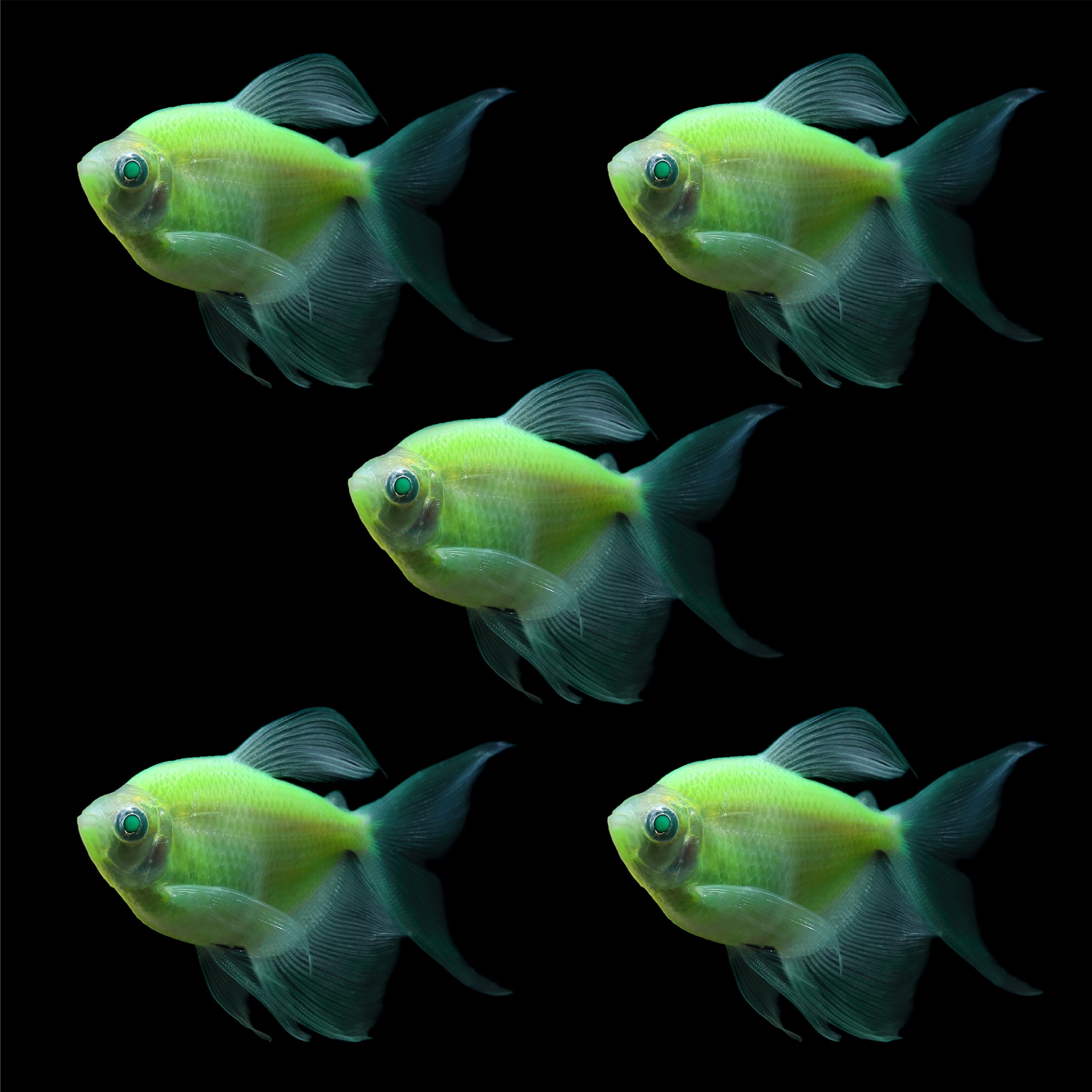 Electric Green Longfin Tetra For Sale - 5 Pack