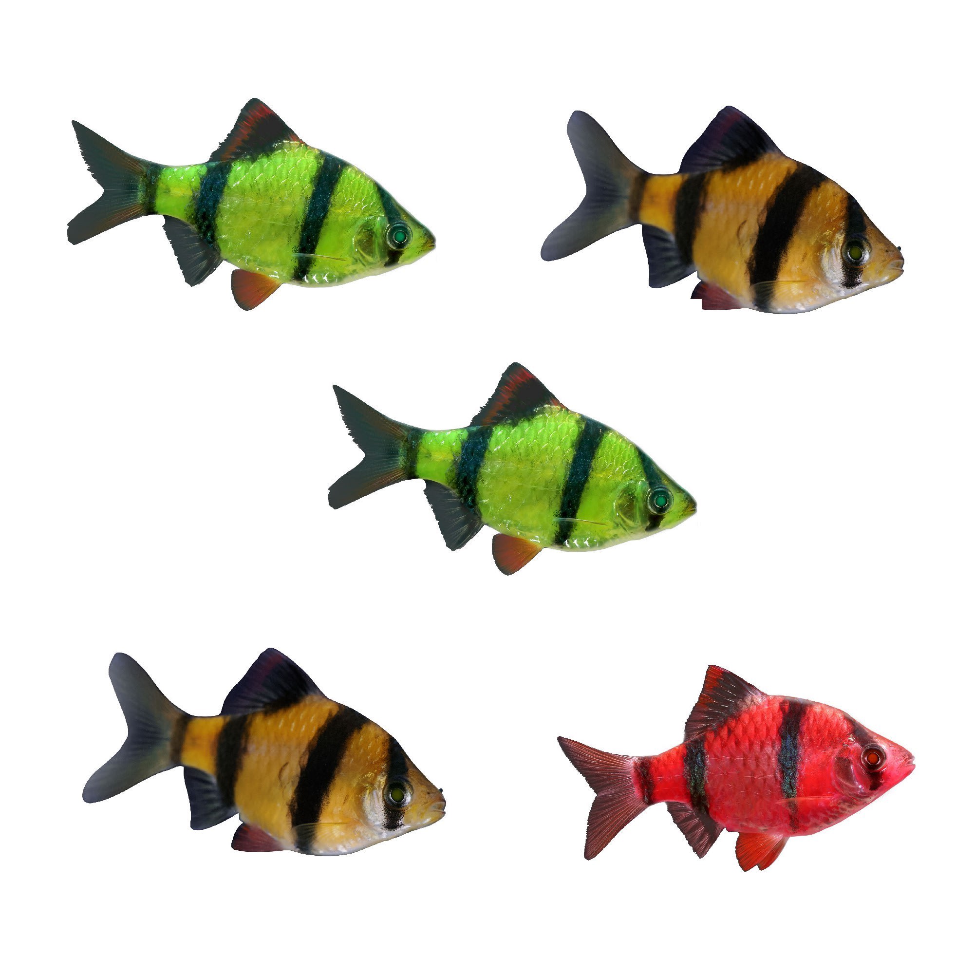 Tiger barb shop fish care