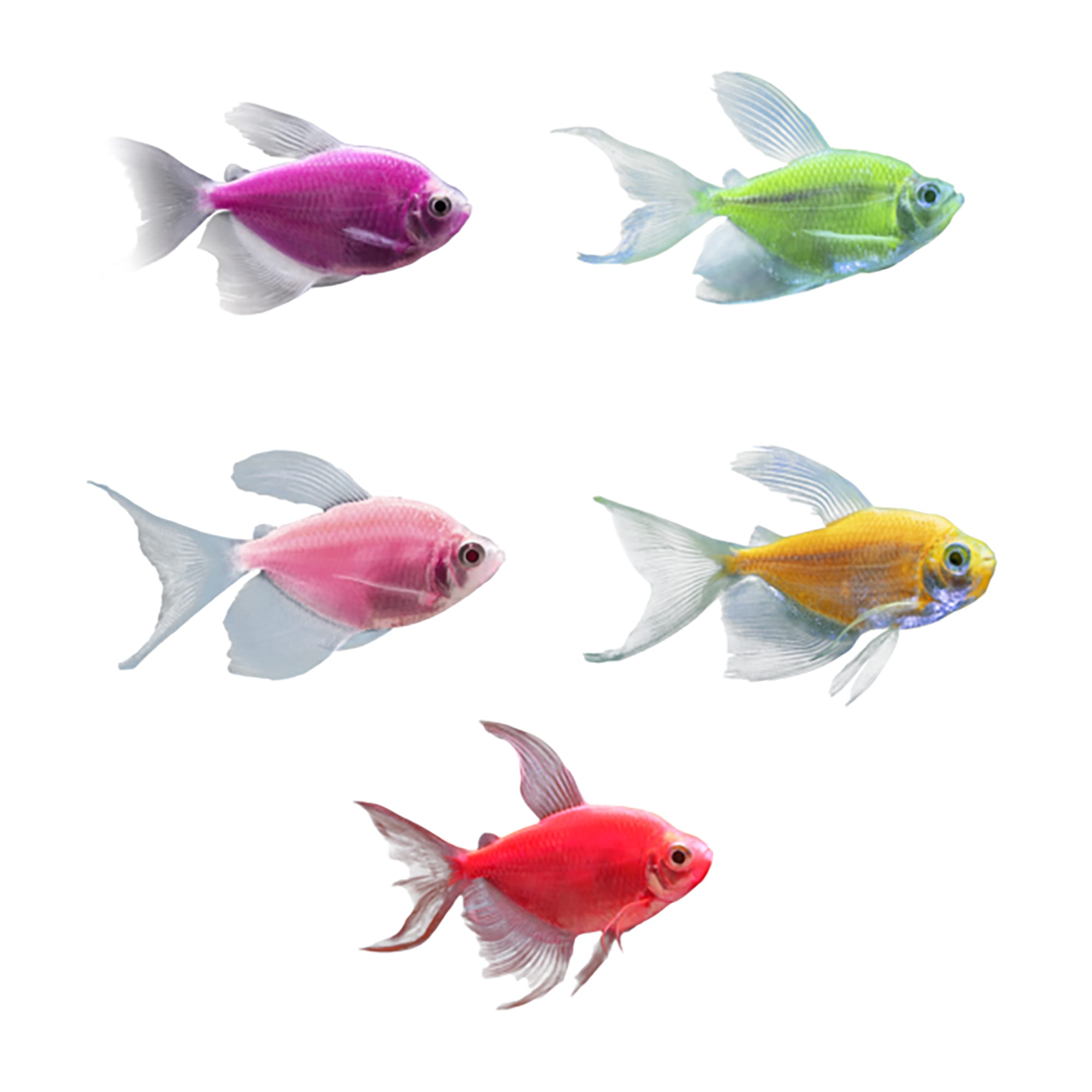 Petco glofish 2025