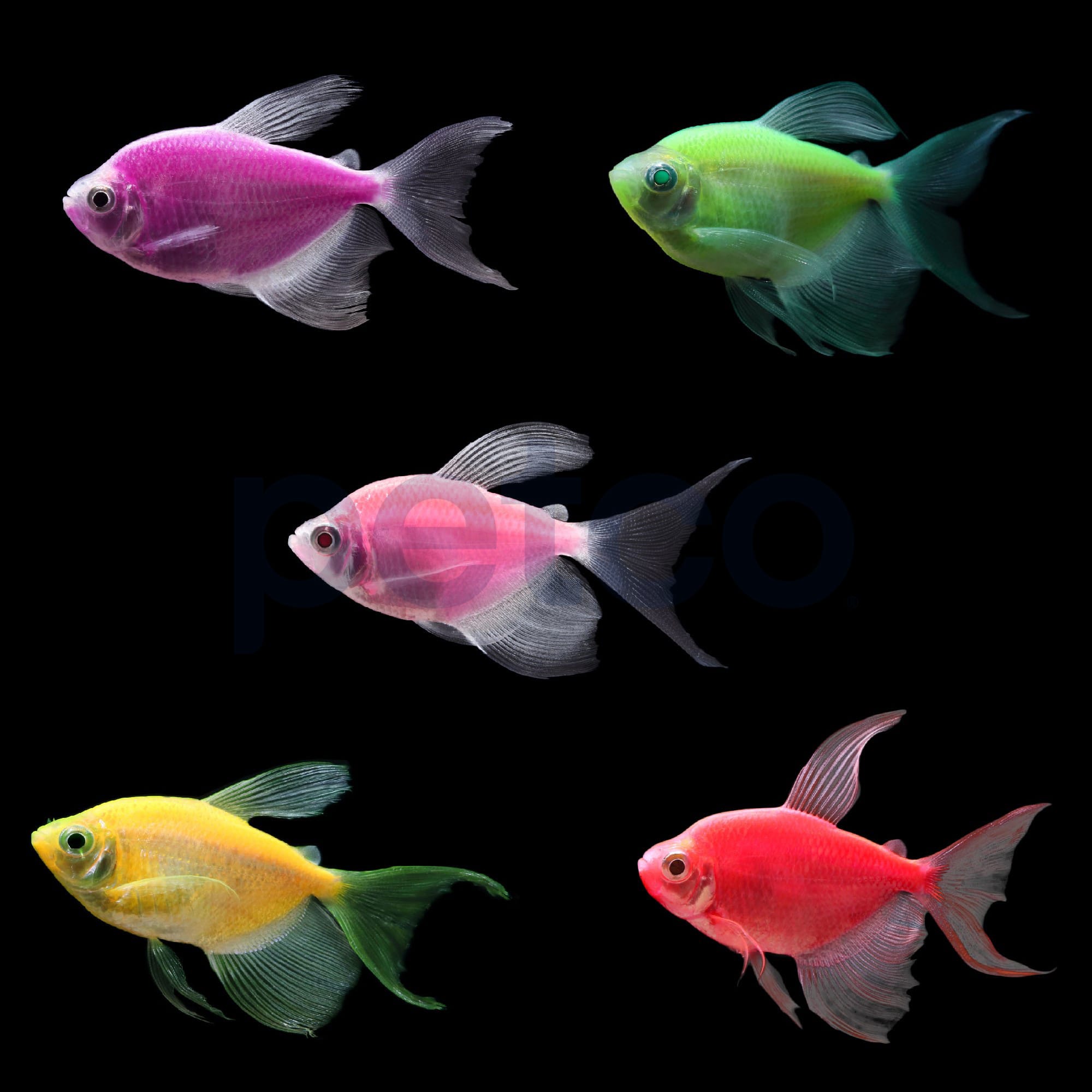 Assorted GloFish Longfin Tetra 5 Pack Petco