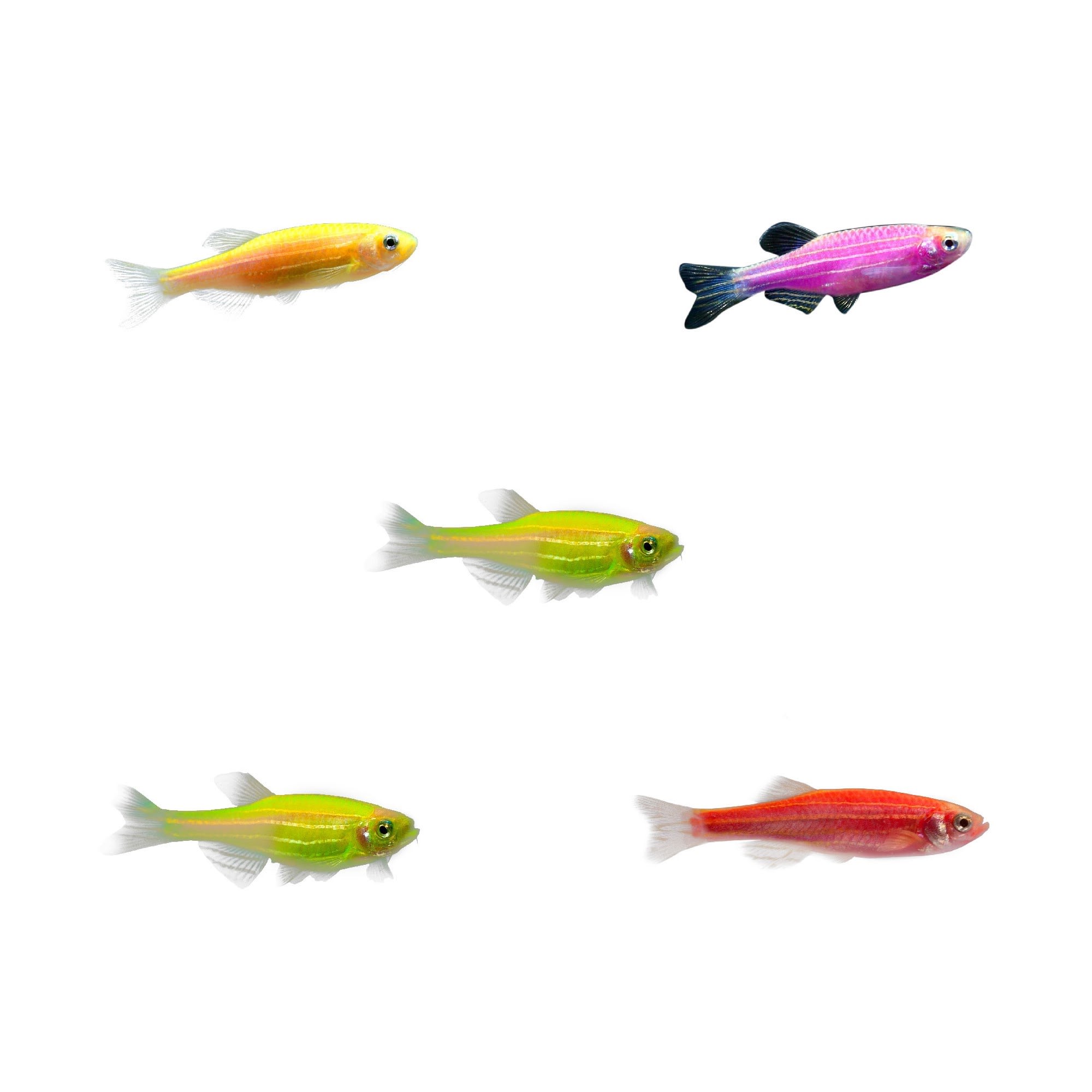 Petco store glofish tank