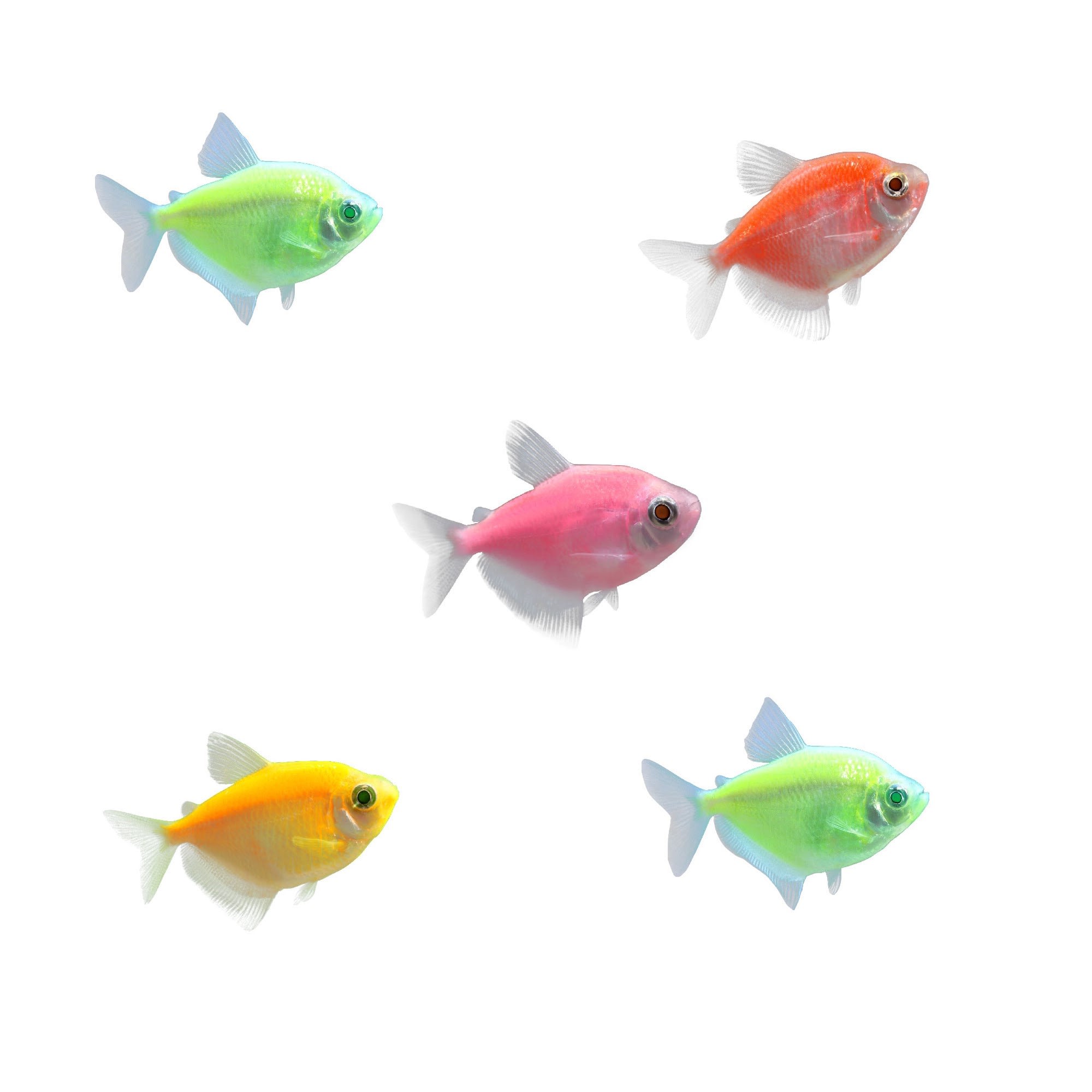 GloFish® White Skirt Tetra Deluxe Collection 8ct - GloFish®