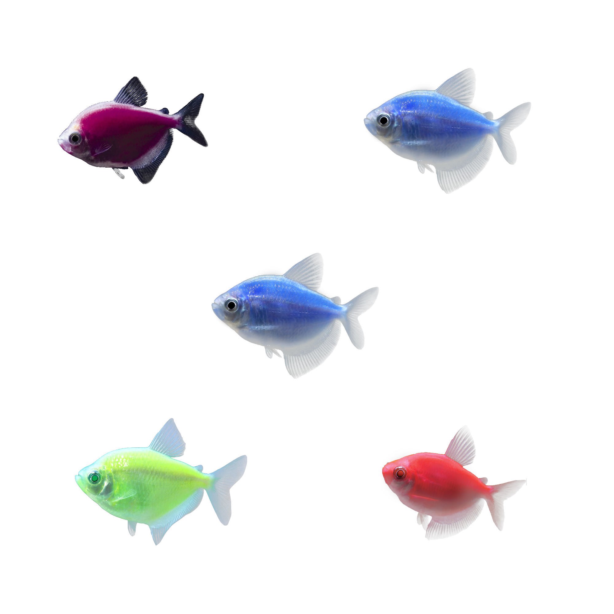 GloFish Tetra For Sale - 5 Pack Assorted