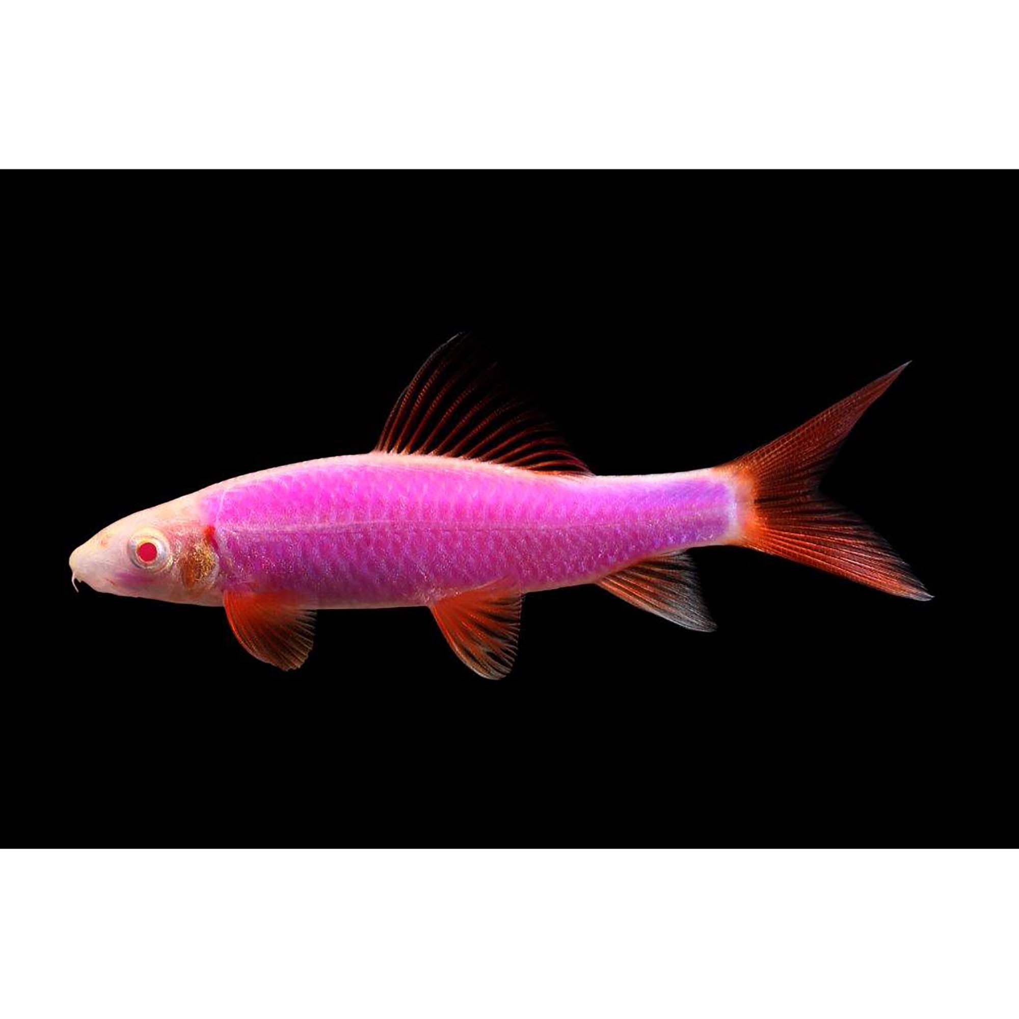 GloFish Galactic Purple Sharks for Sale 