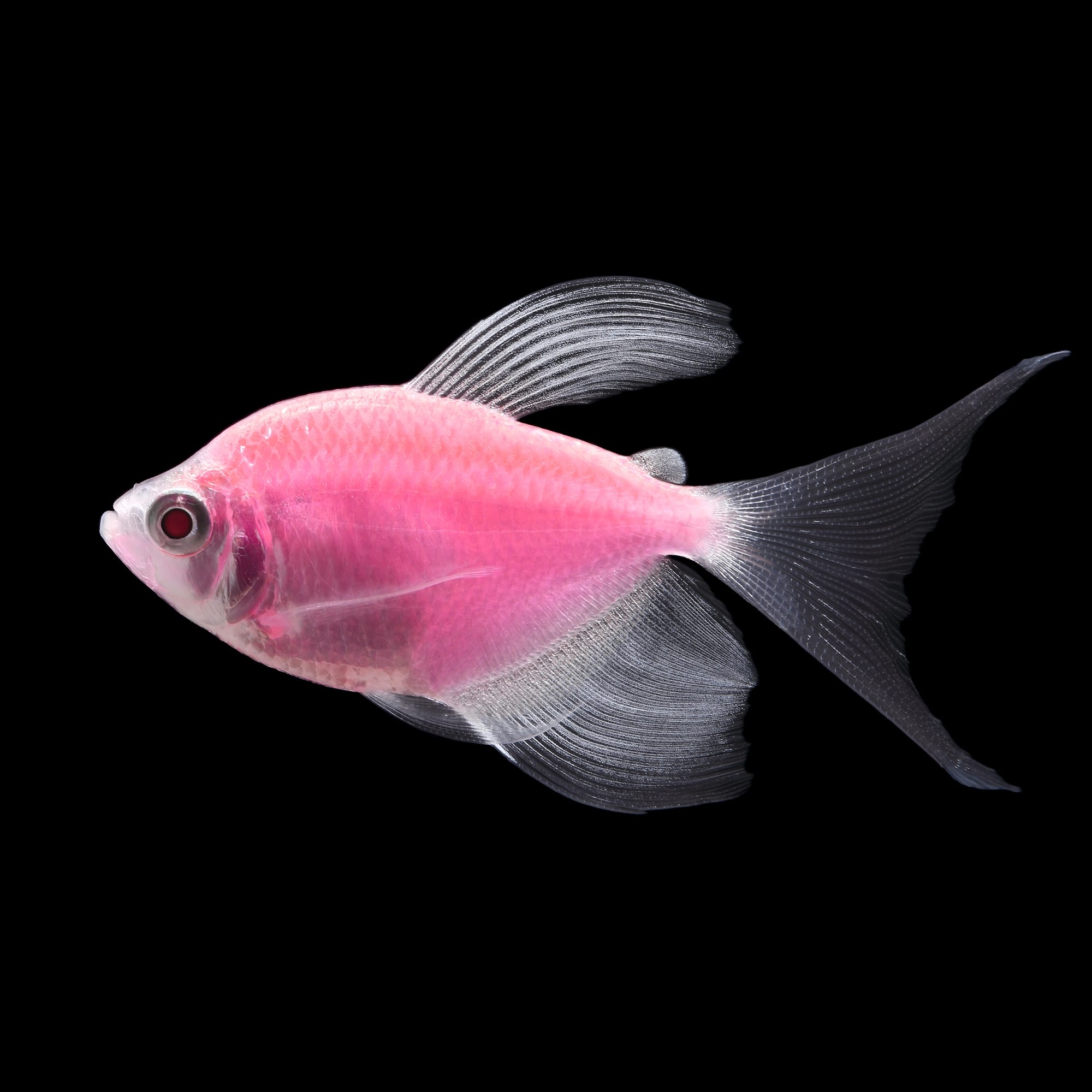 glofish long fin tetra care