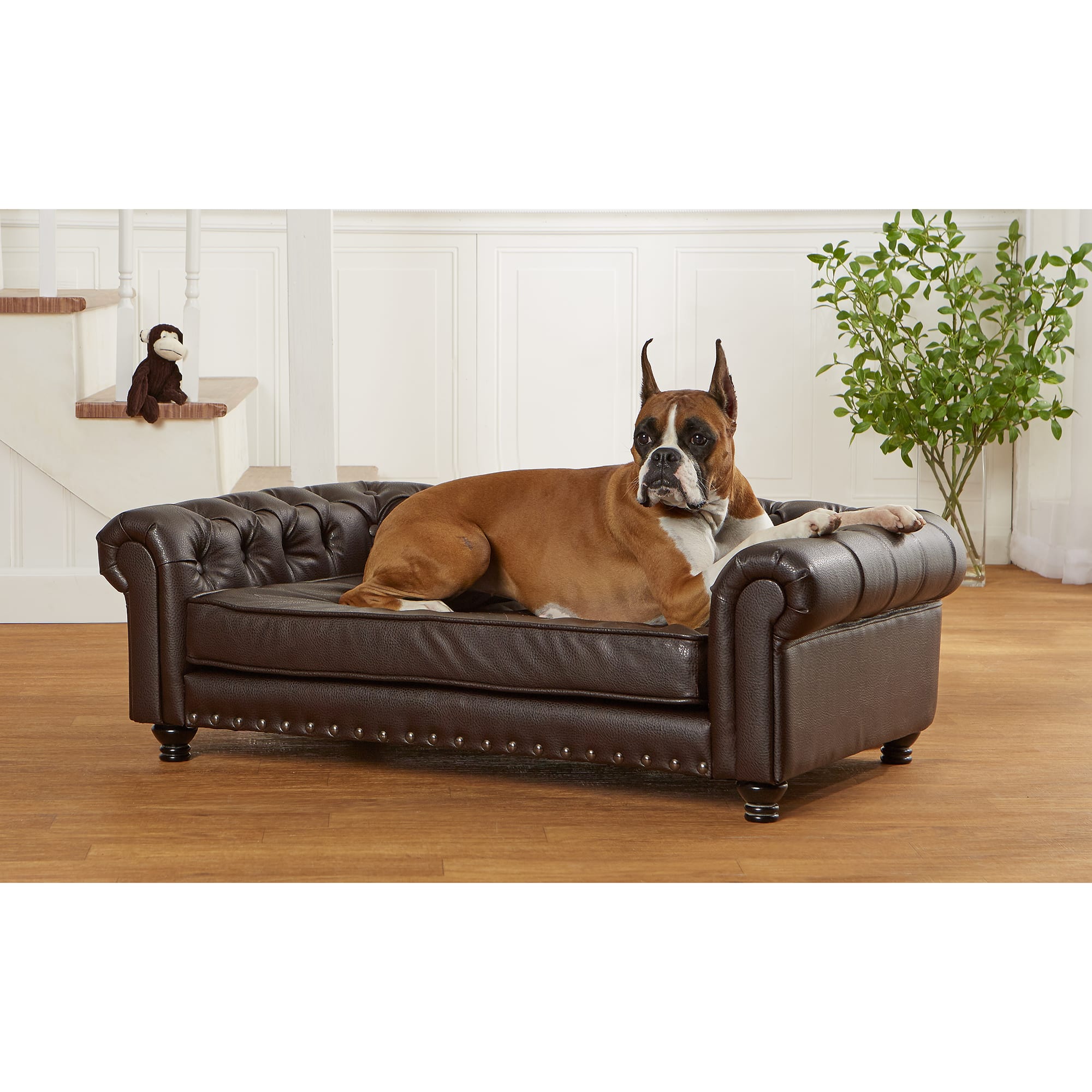 Brown dog shop couch