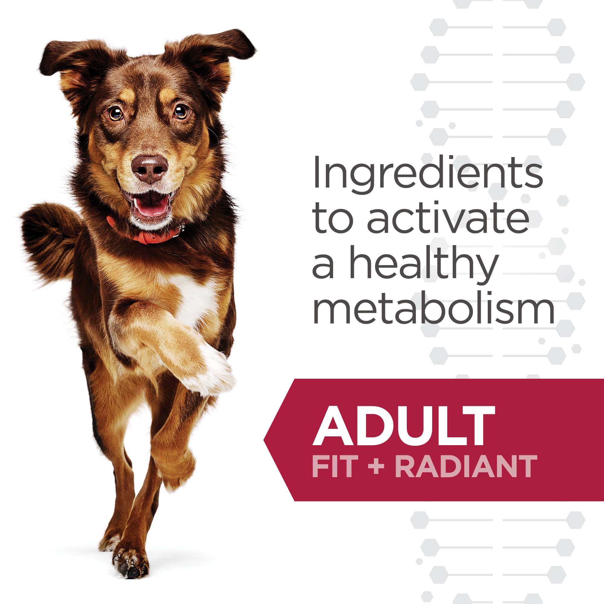 hills bioactive recipe fit and radiant