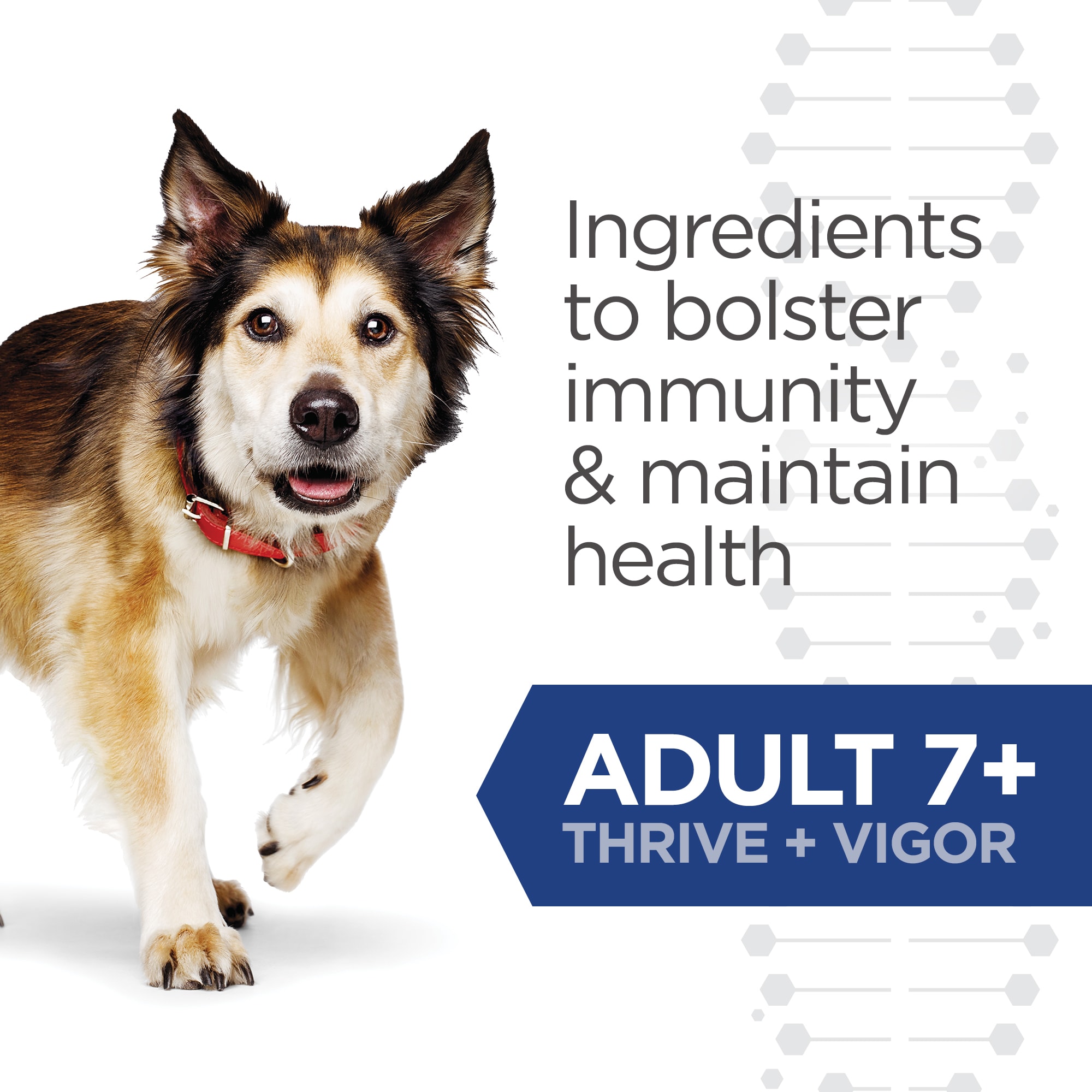 hills bioactive recipe thrive and vigor