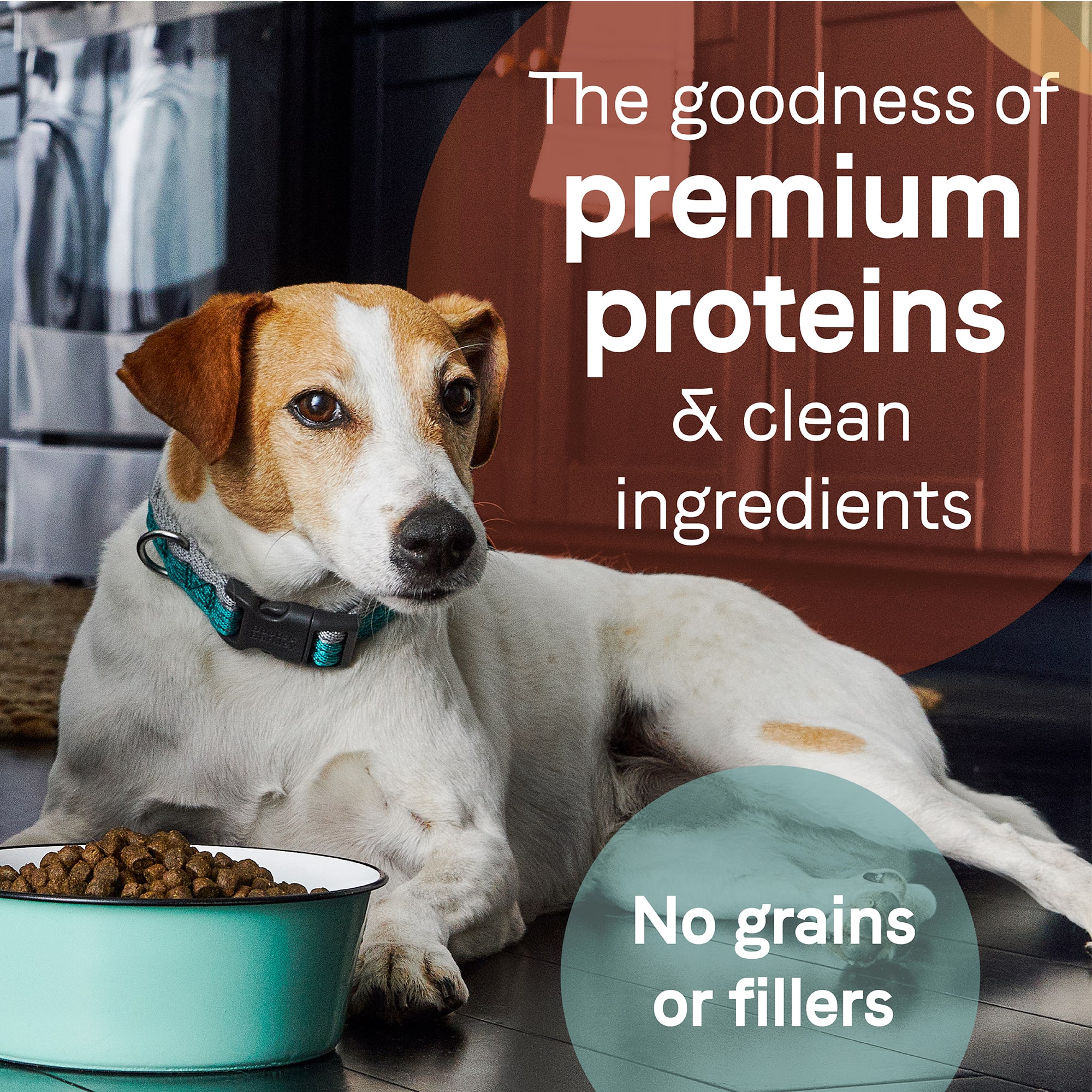 canidae grain free