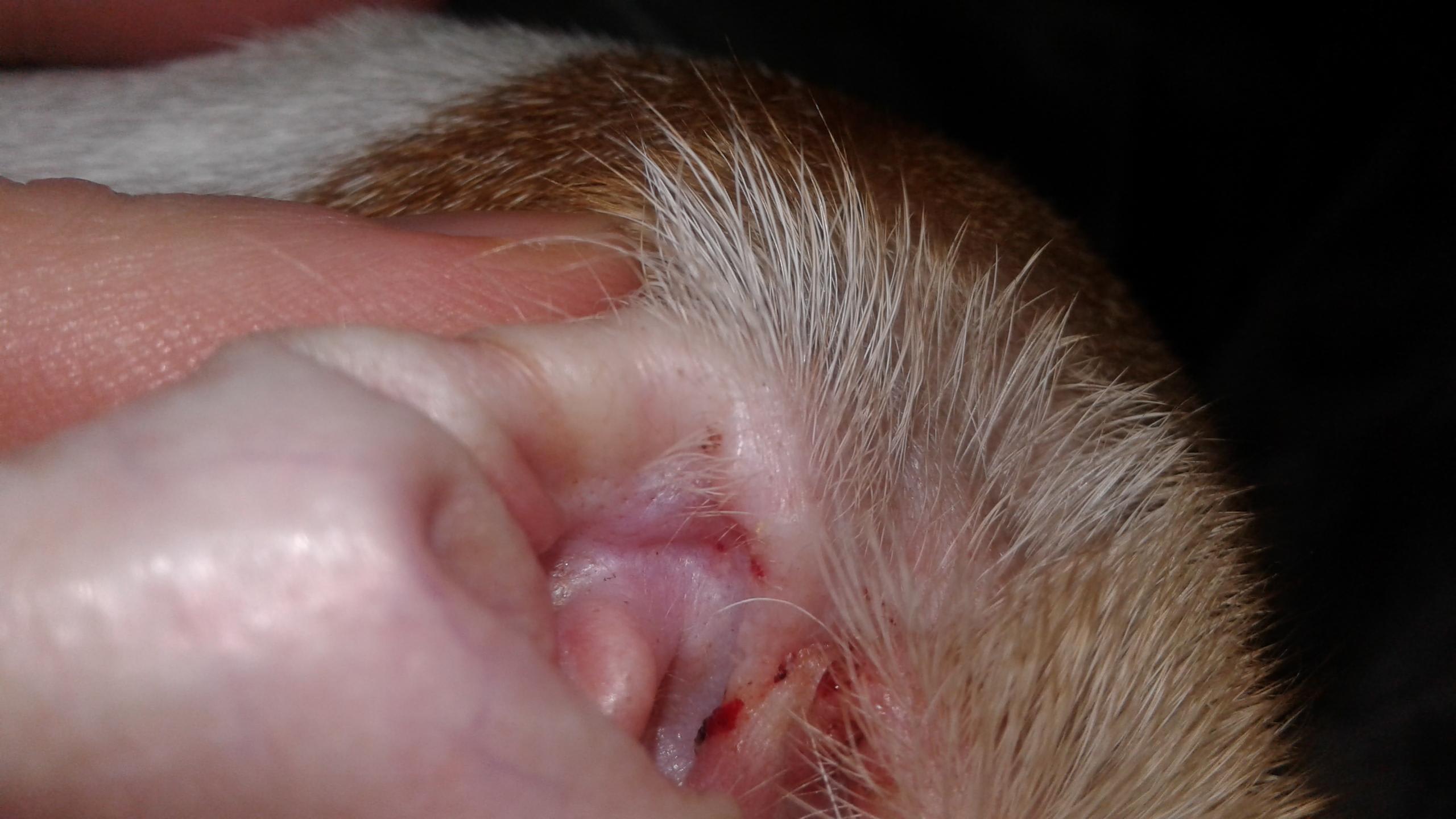 Why is my dog scratching ear, making noises, bleeding? | Petco