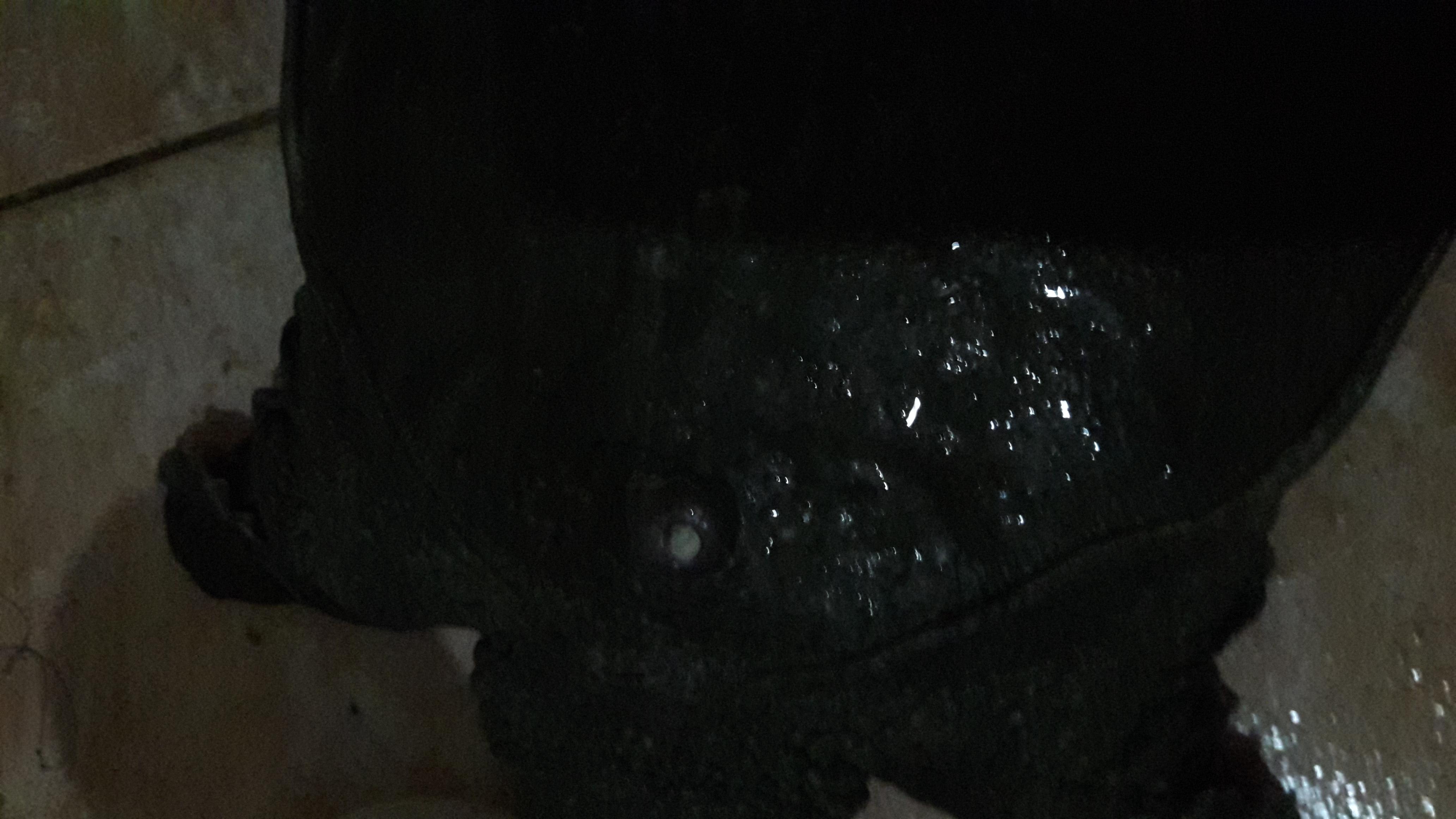 Softshell Turtle Shell Swollen with Hole? No Vet? Get Help Now | Petco