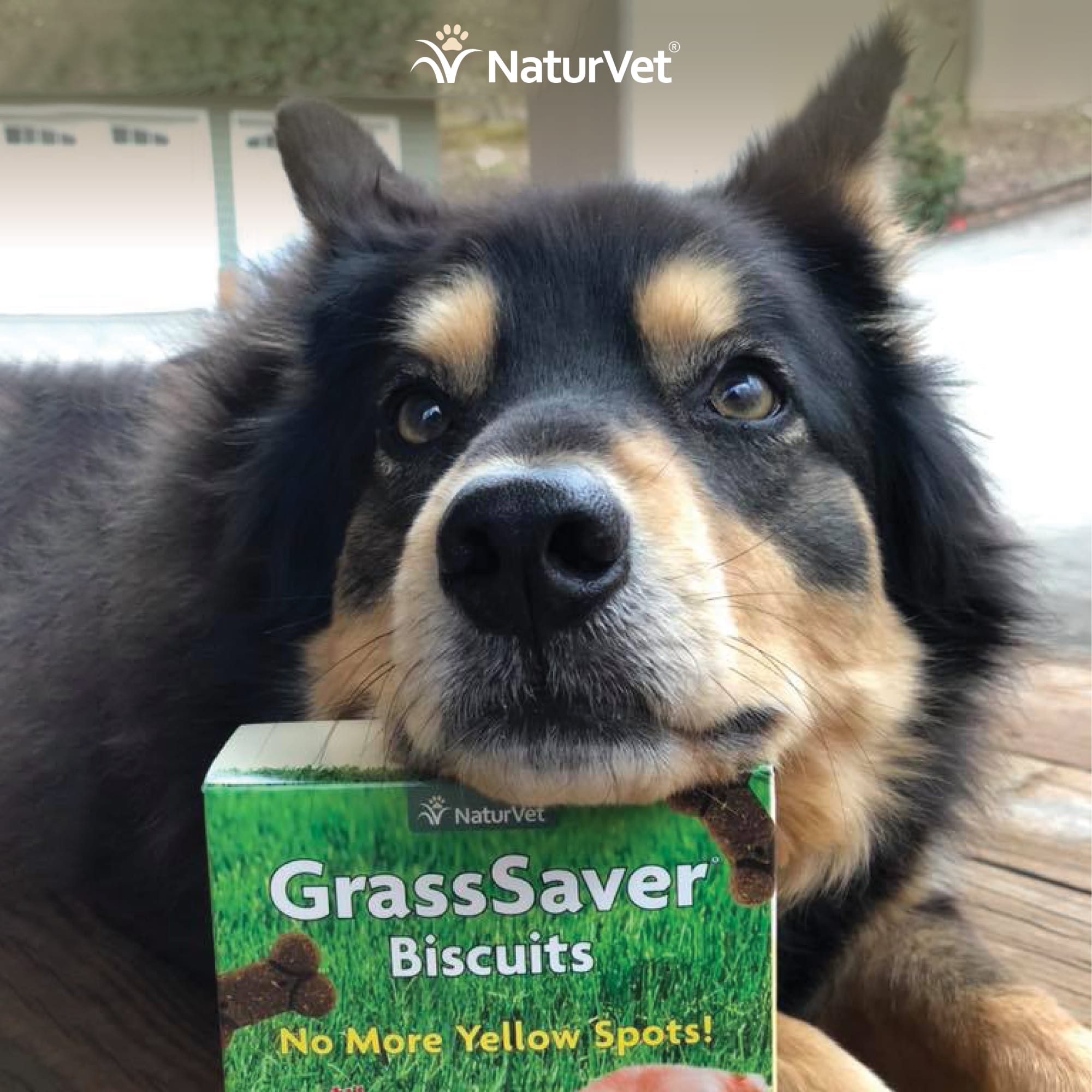 Grasssaver biscuits hotsell