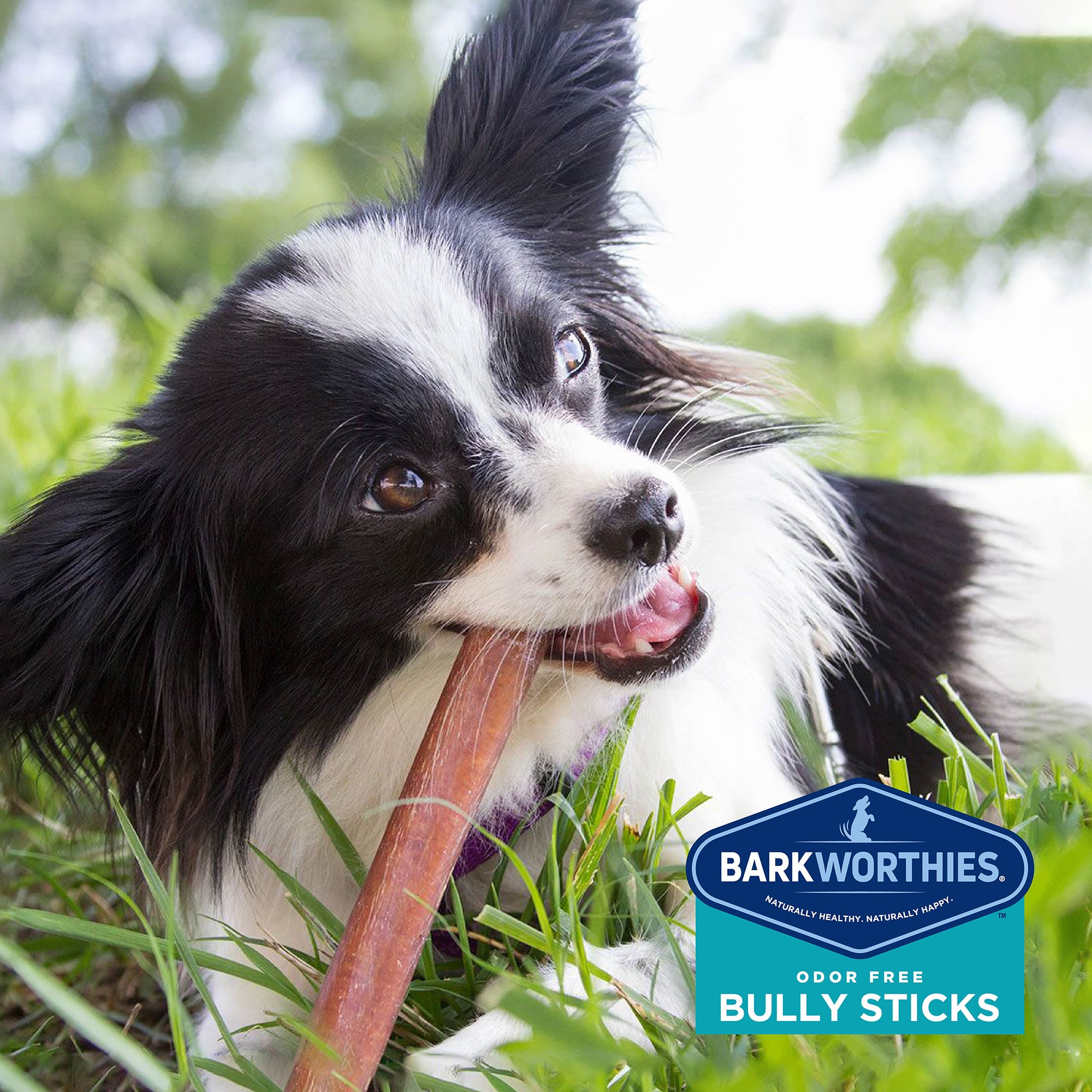 Odor free bully sticks petco hotsell