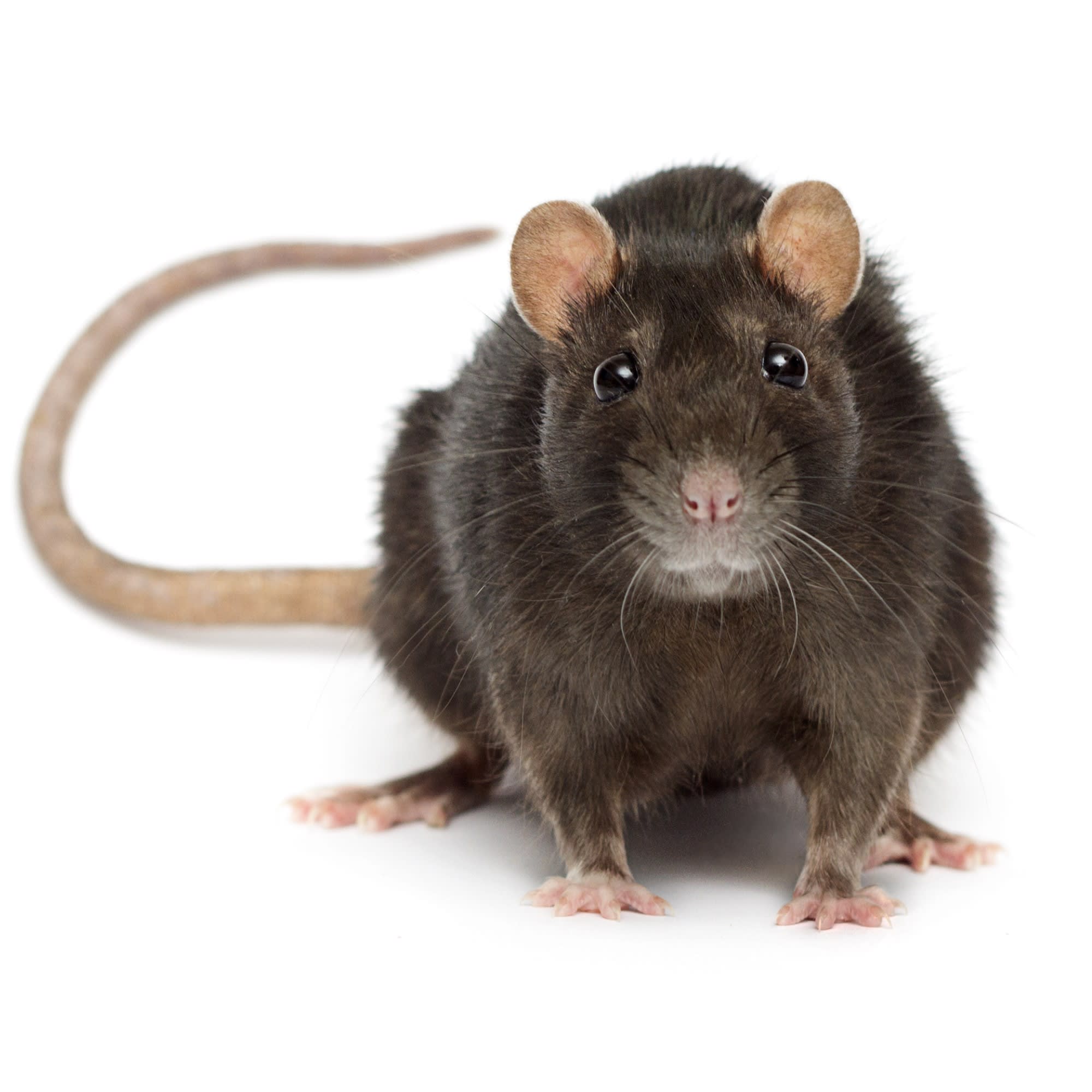 Pet Rats For Sale Petco