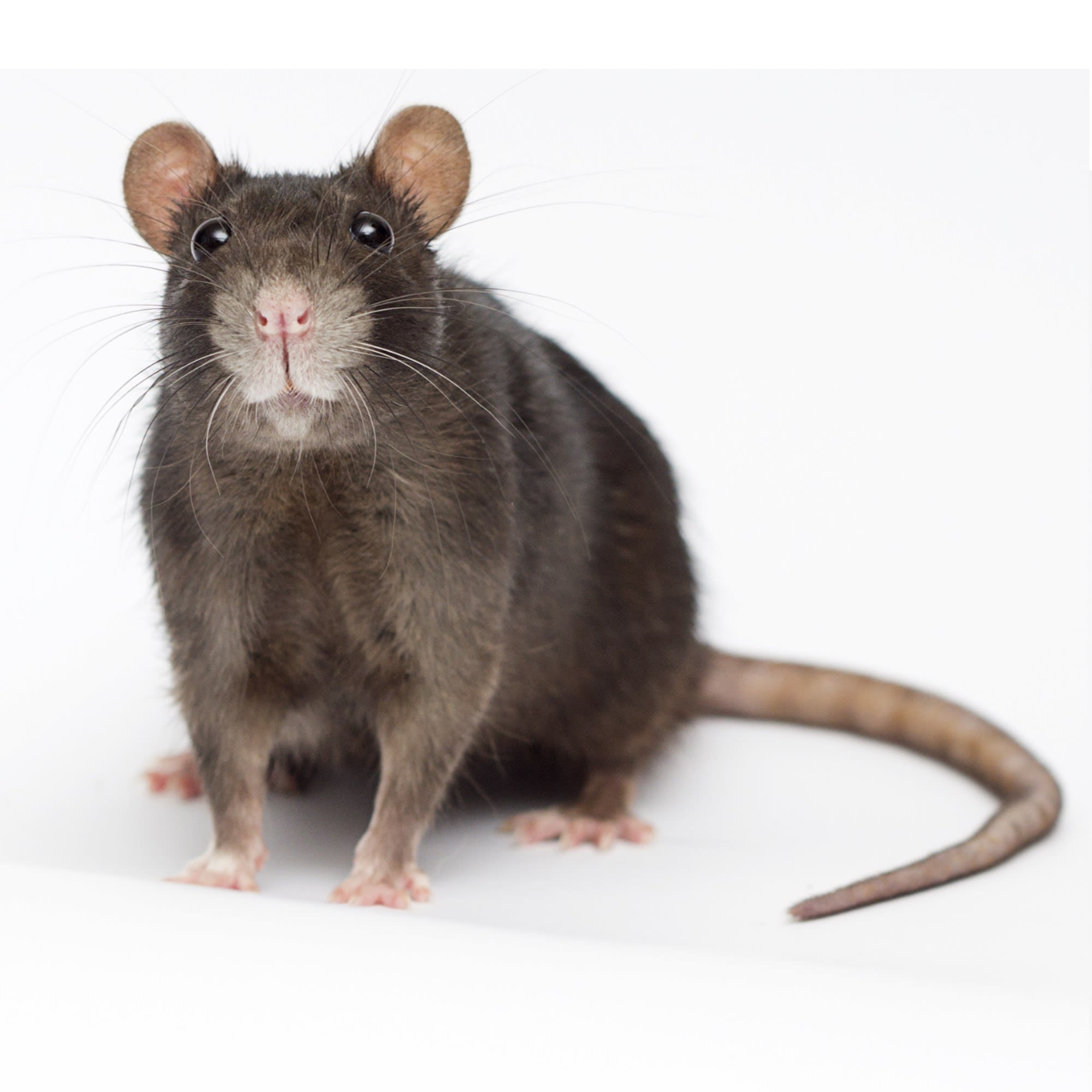 where should i buy a pet rat