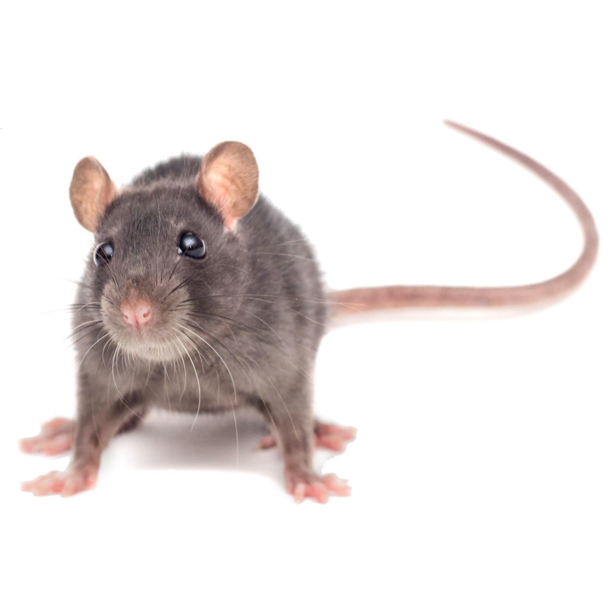 Pet rat adoption near hot sale me