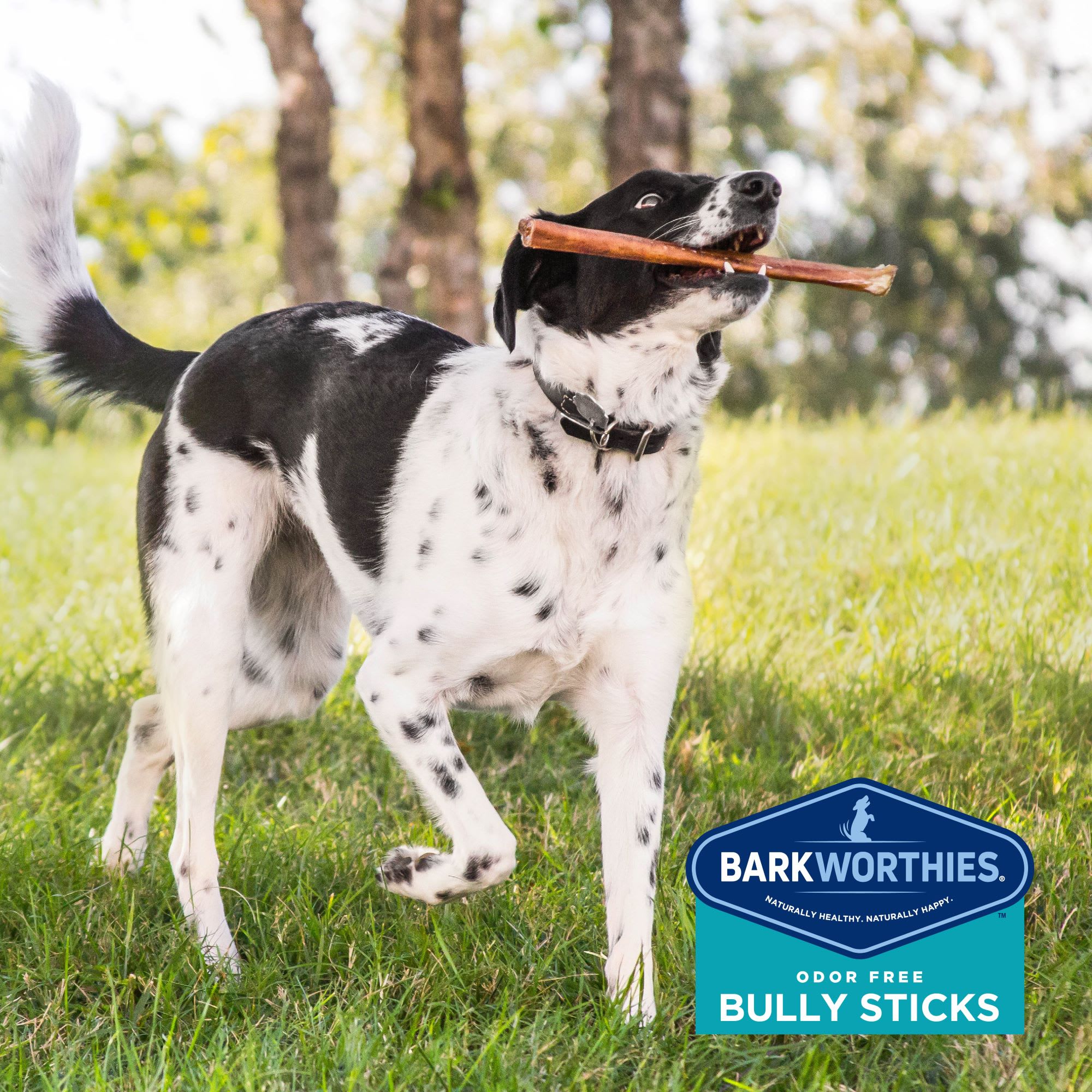 Barkworthies Odor Free Dog Bully Stick 0.08 LBS