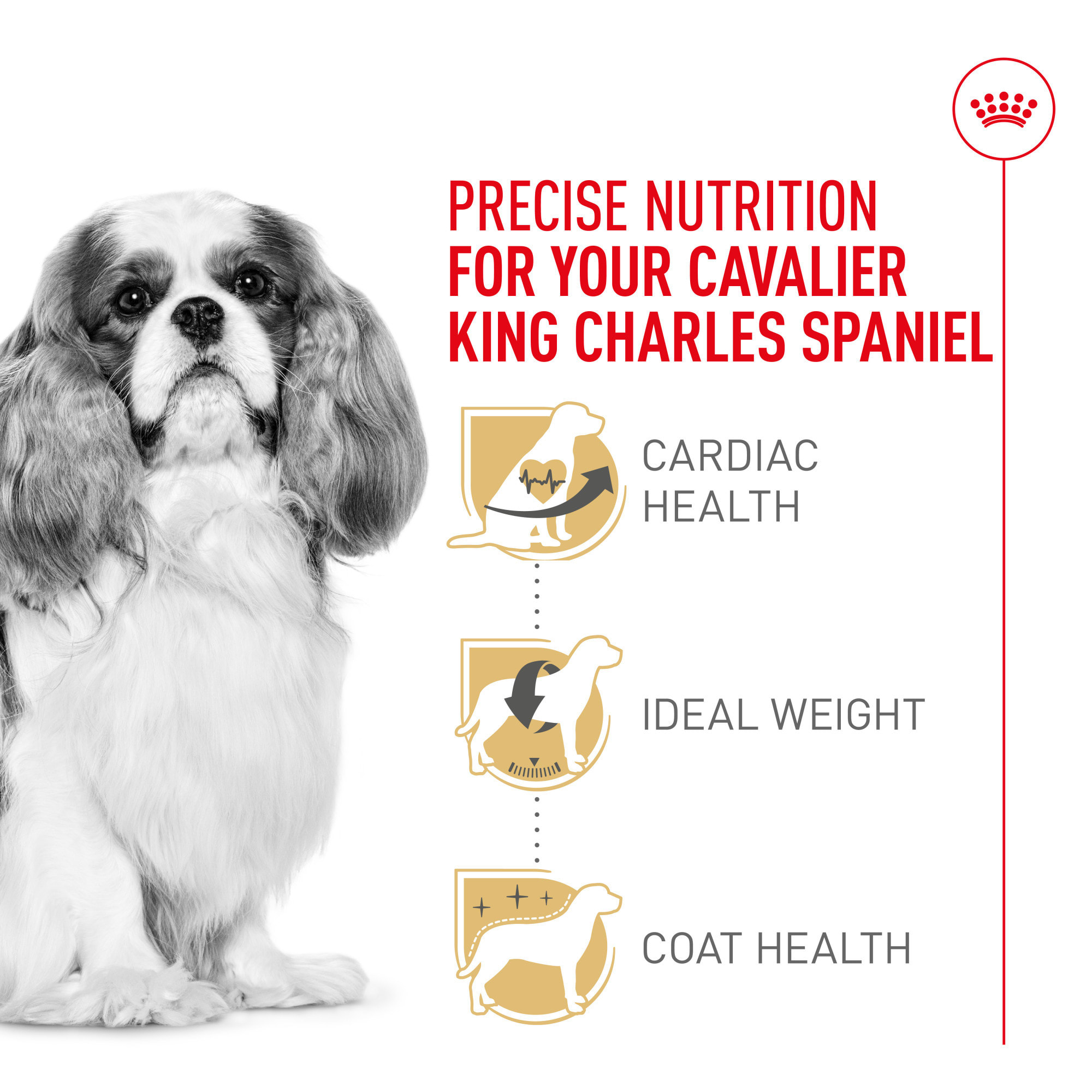 When to Feed Dog Adult Food to Cavalier: Expert Timing Tips