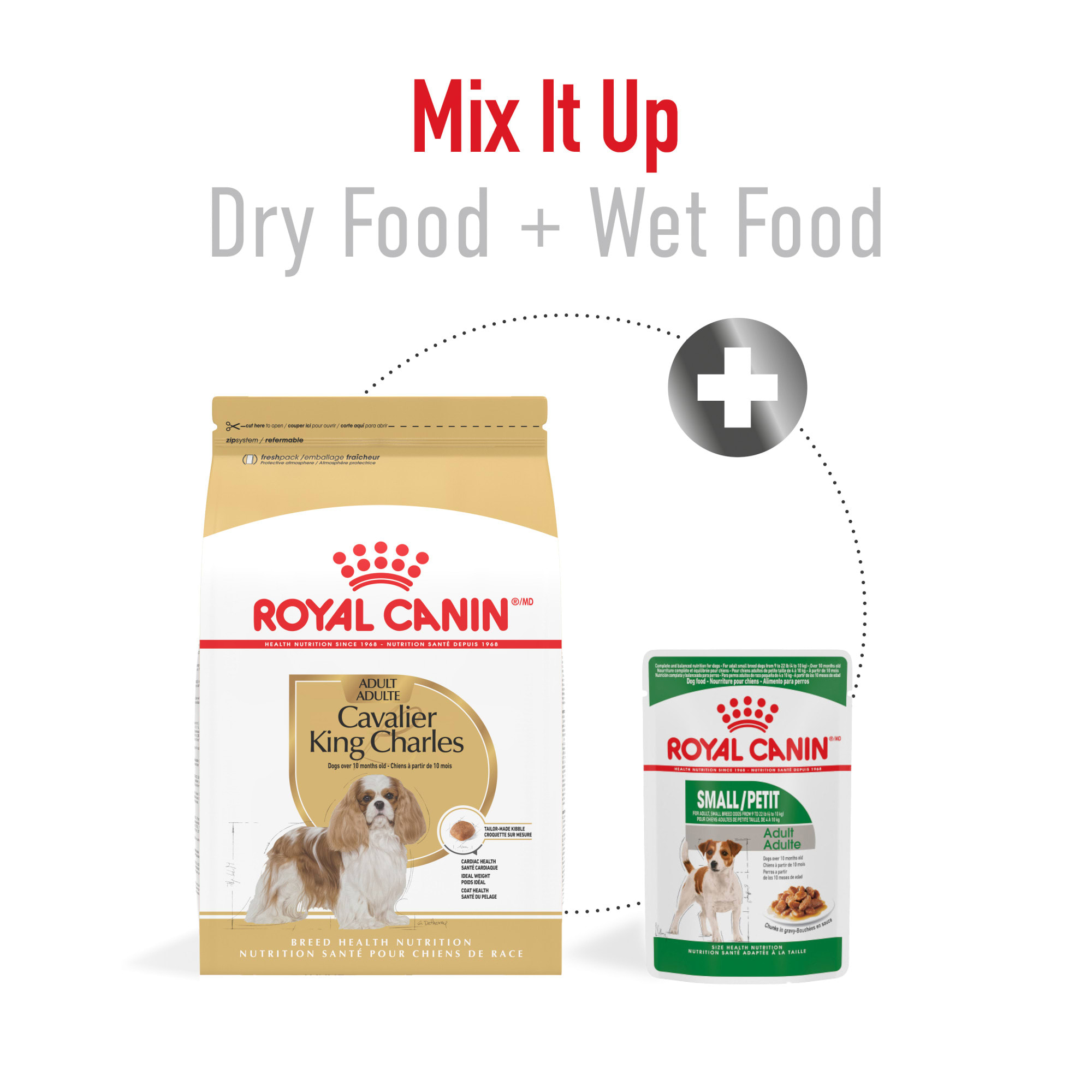 When to Feed Dog Adult Food to Cavalier: Expert Timing Tips