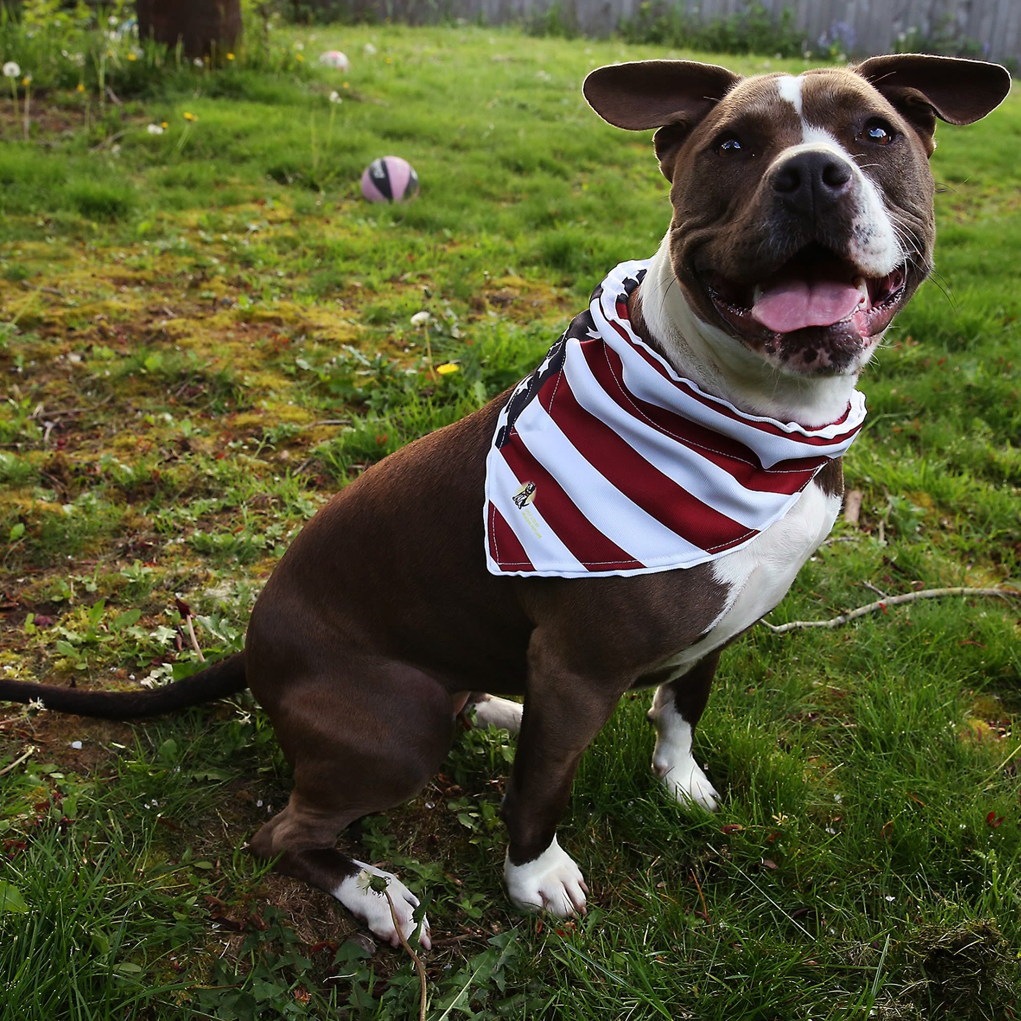 Healers Spot Lite Dog Bandana Us Flag With Led Lights Small Petco