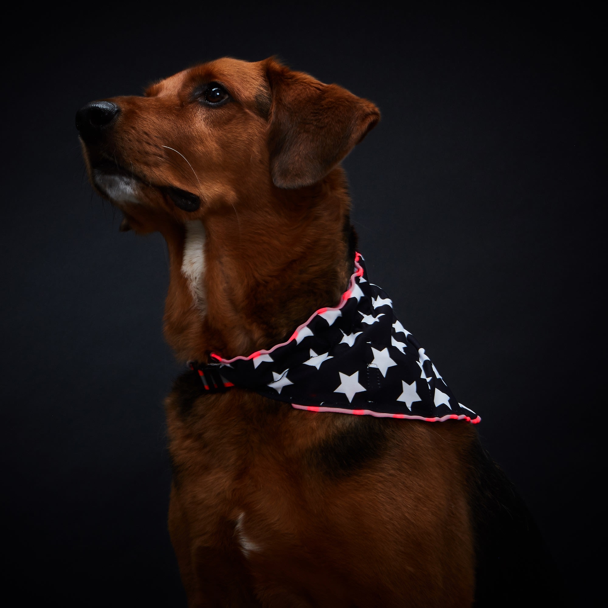 petco dog scarf