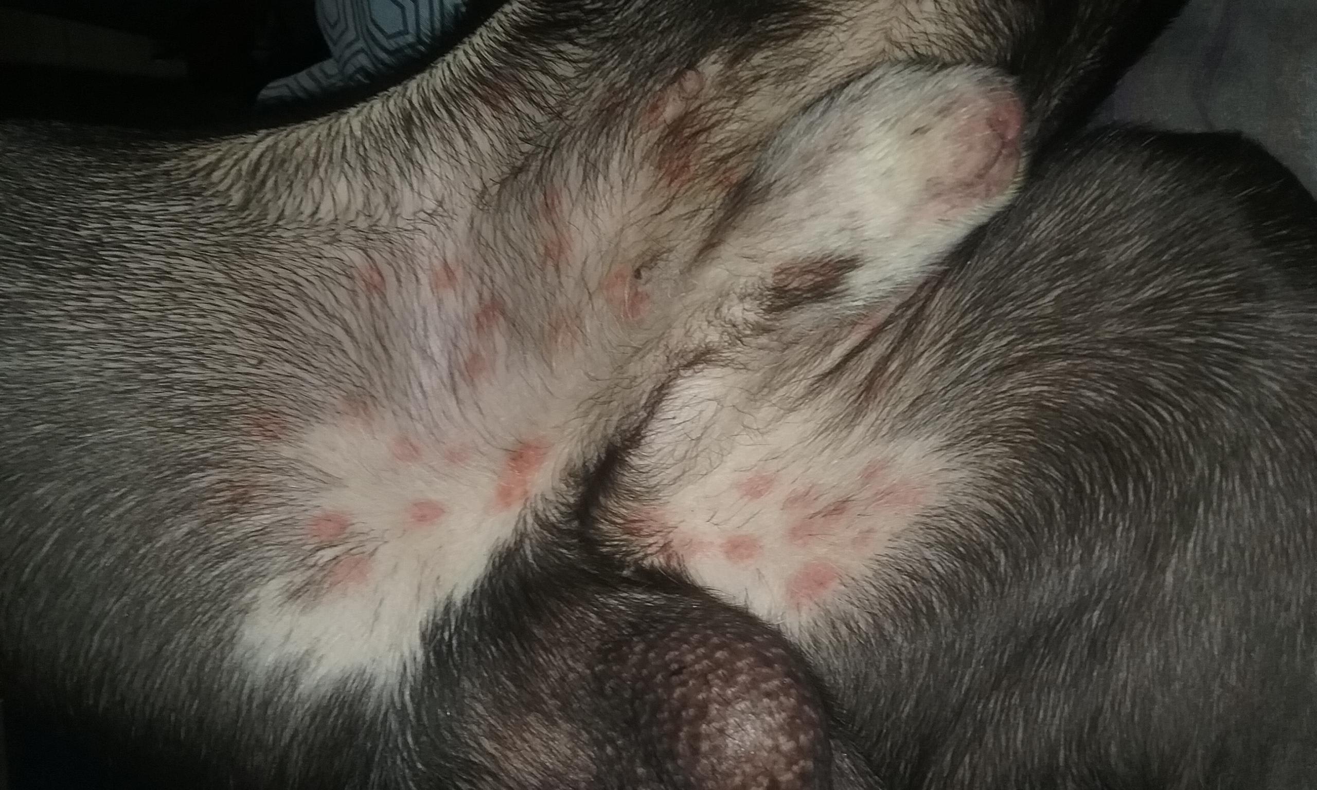 My dog has a polka dot rash on belly. Should I see a vet? | Petco