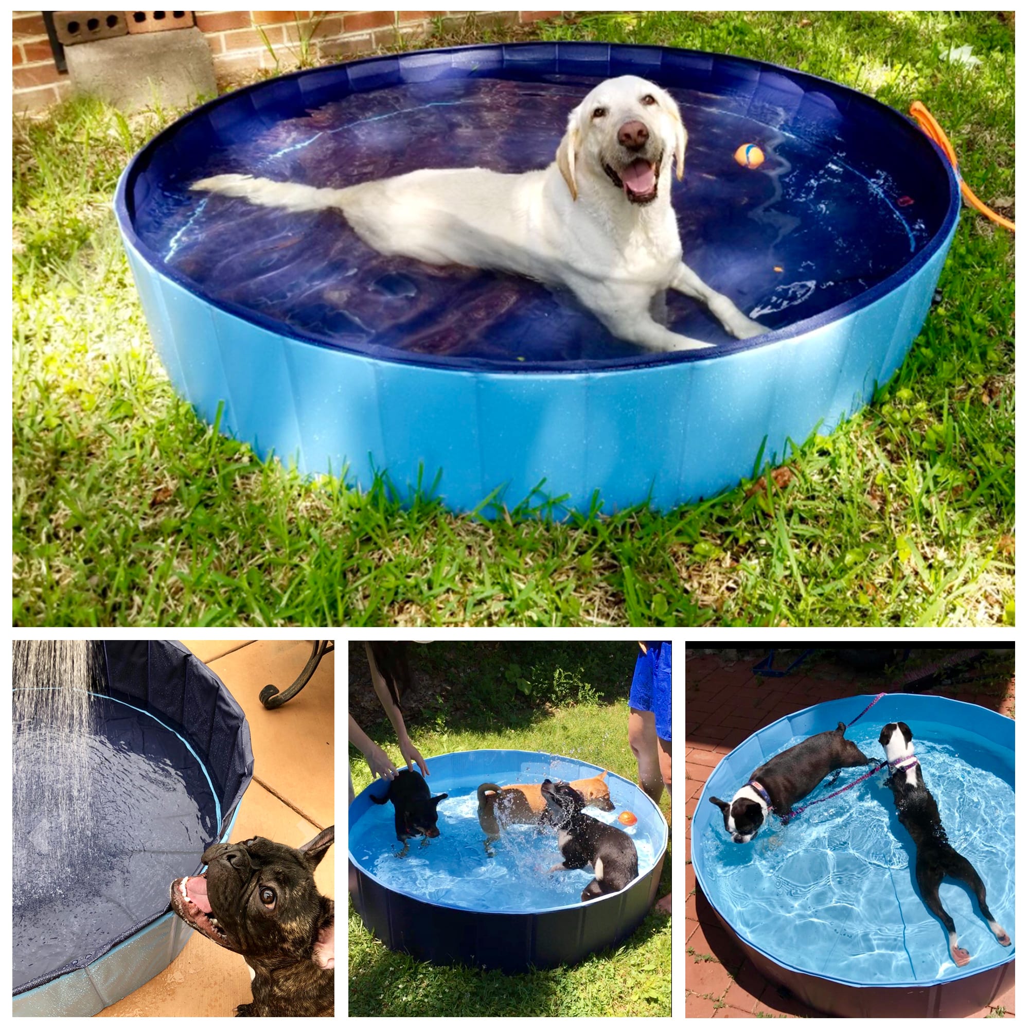 Pyrus collapsible best sale dog pool