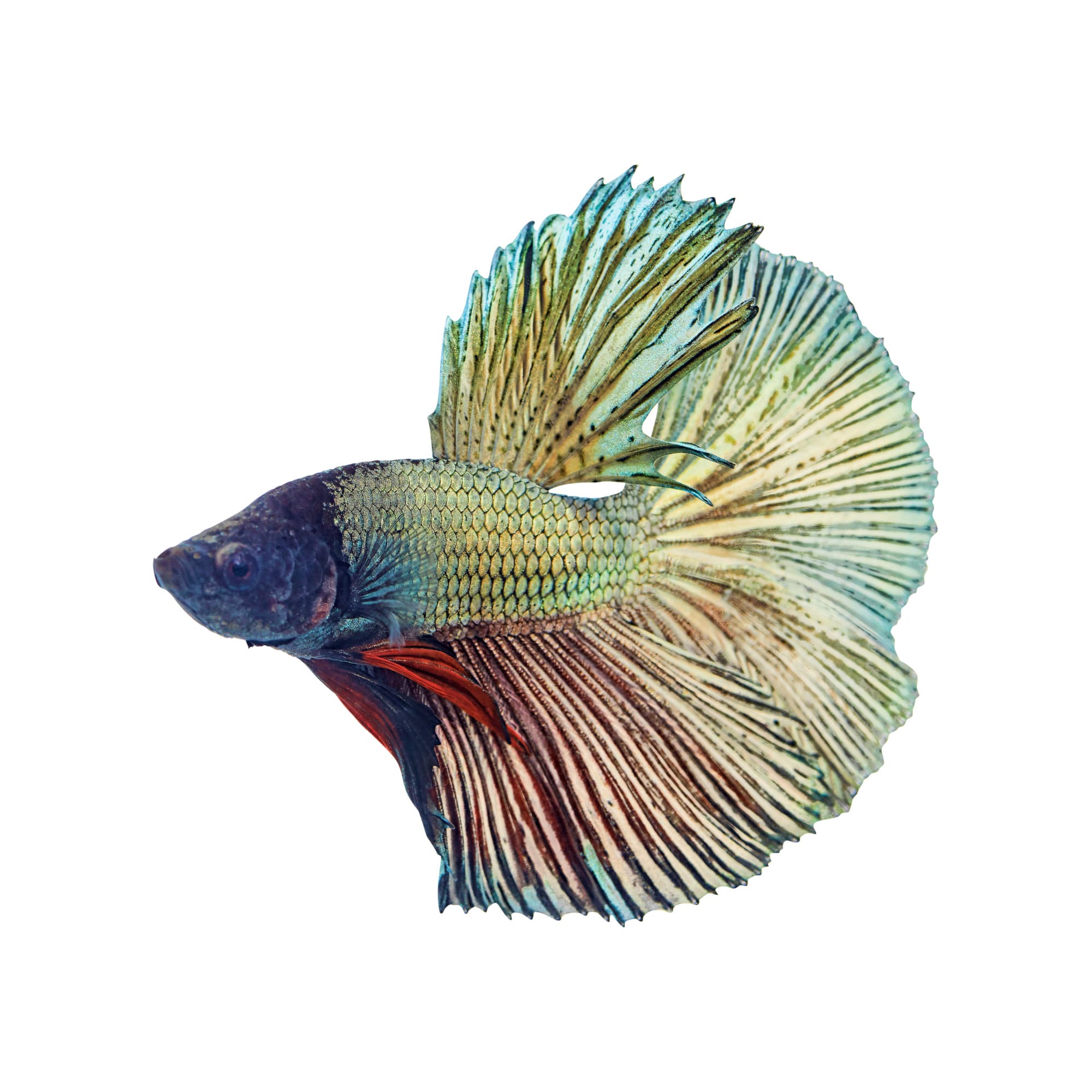 Male Copper Bettas For Sale Order Online Petco