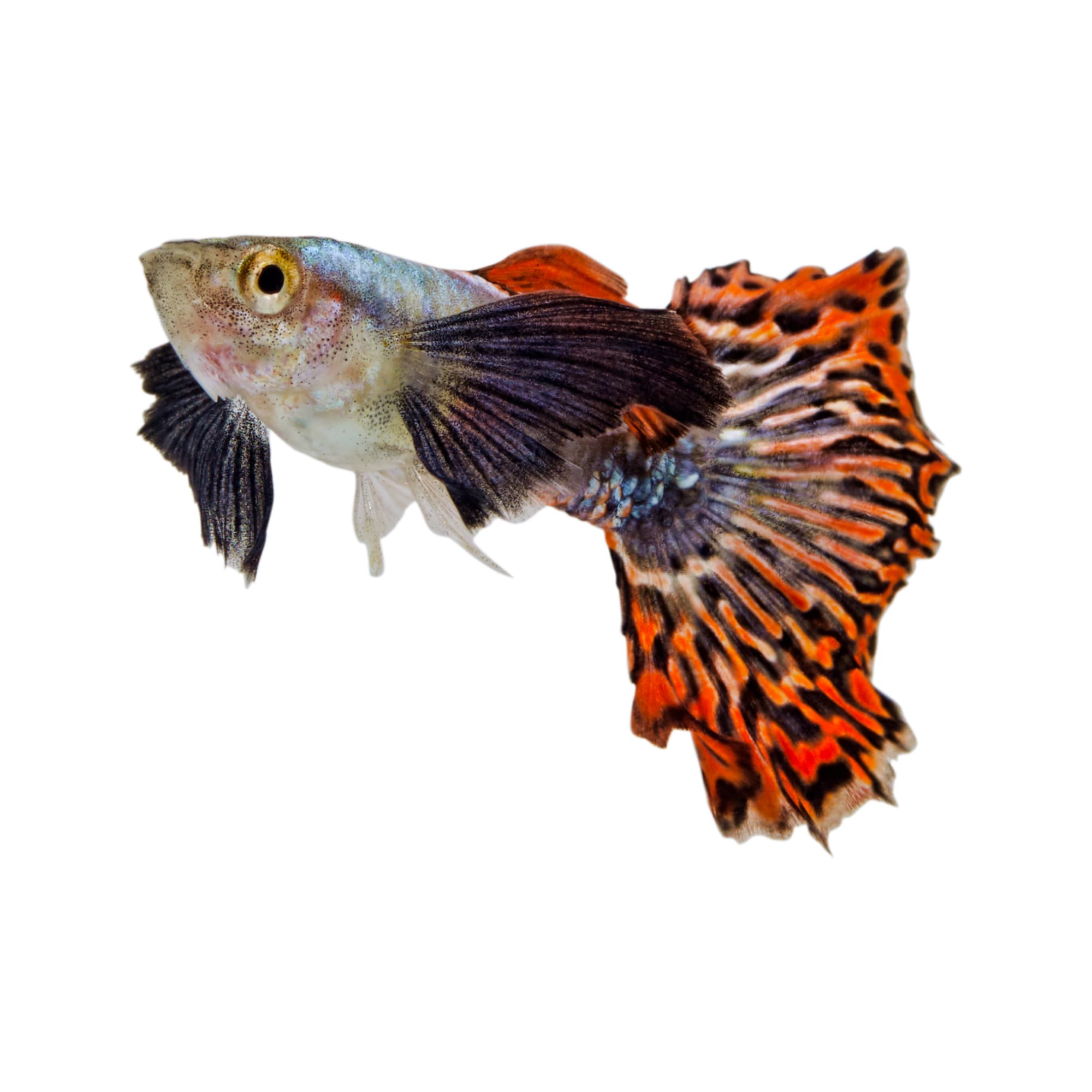 guppies for sale petco