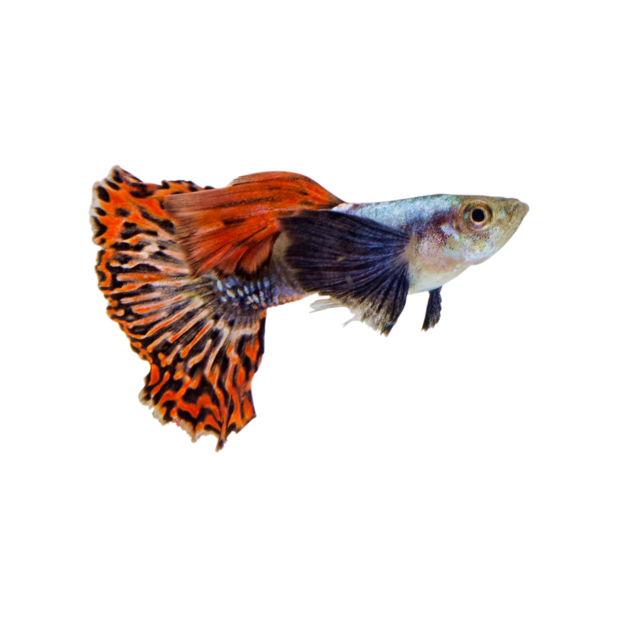 Petco freshwater hot sale fish