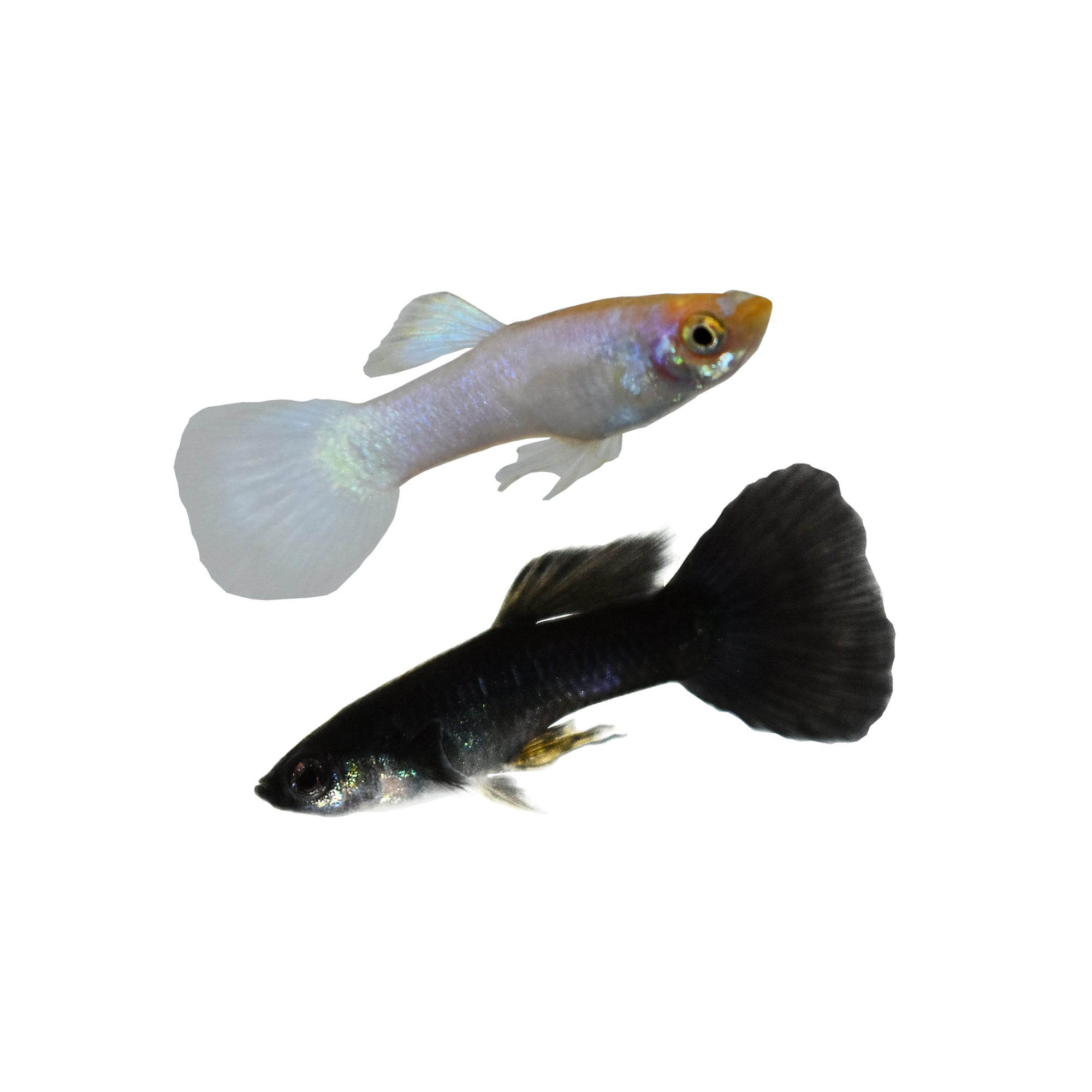 female betta and guppies