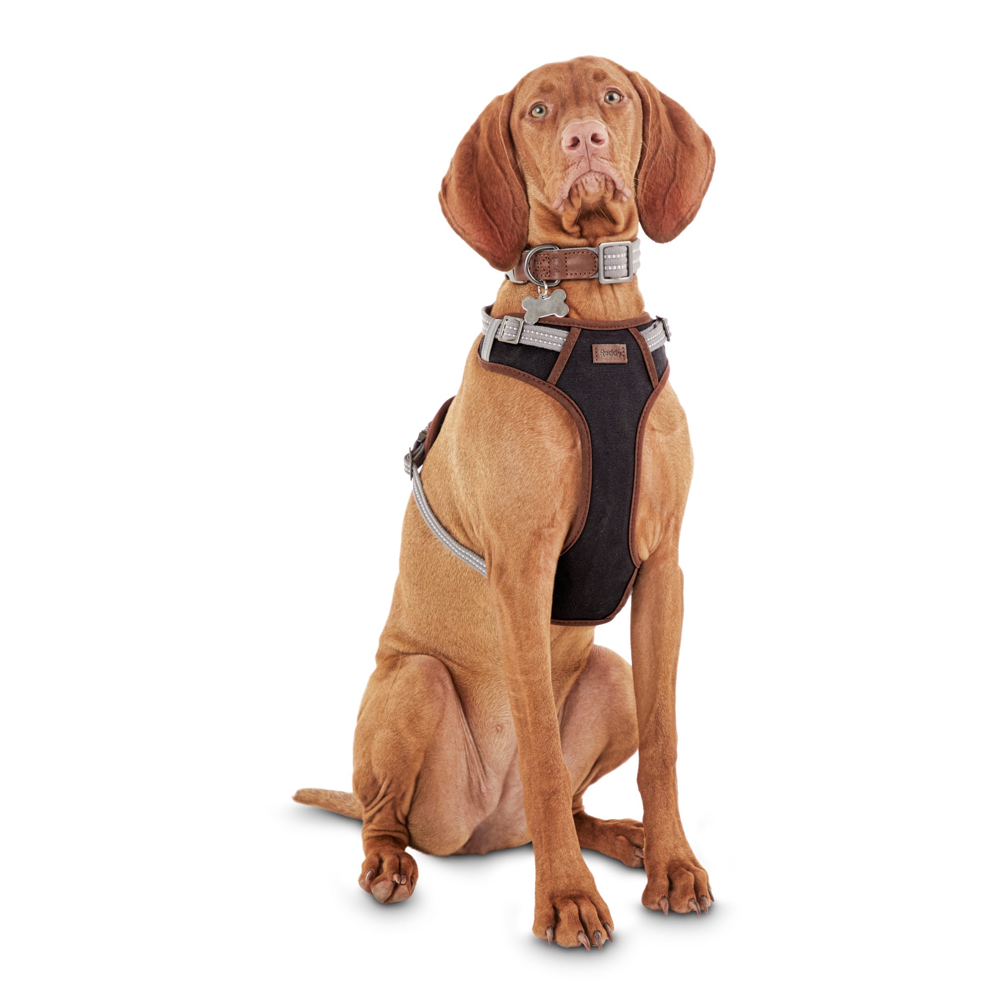 petco dog harness