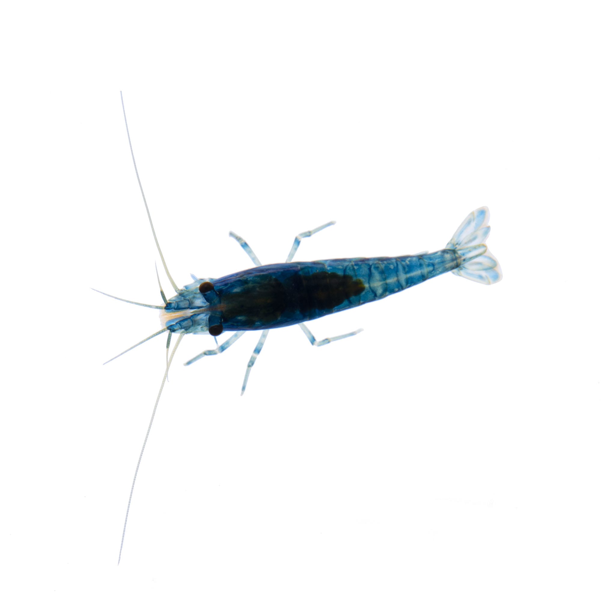 Live brine shrimp clearance petco