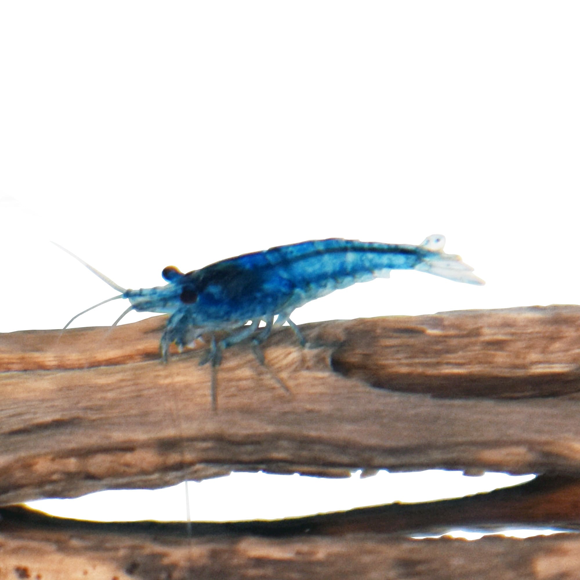 Blue Shrimps Neocaridina sp. for Sale Order Online Petco