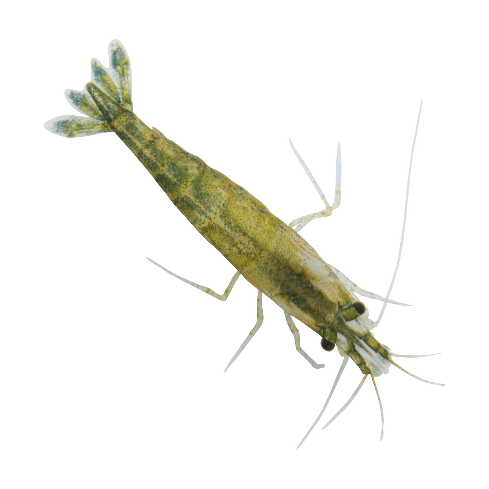 Petco rainbow shrimp hotsell