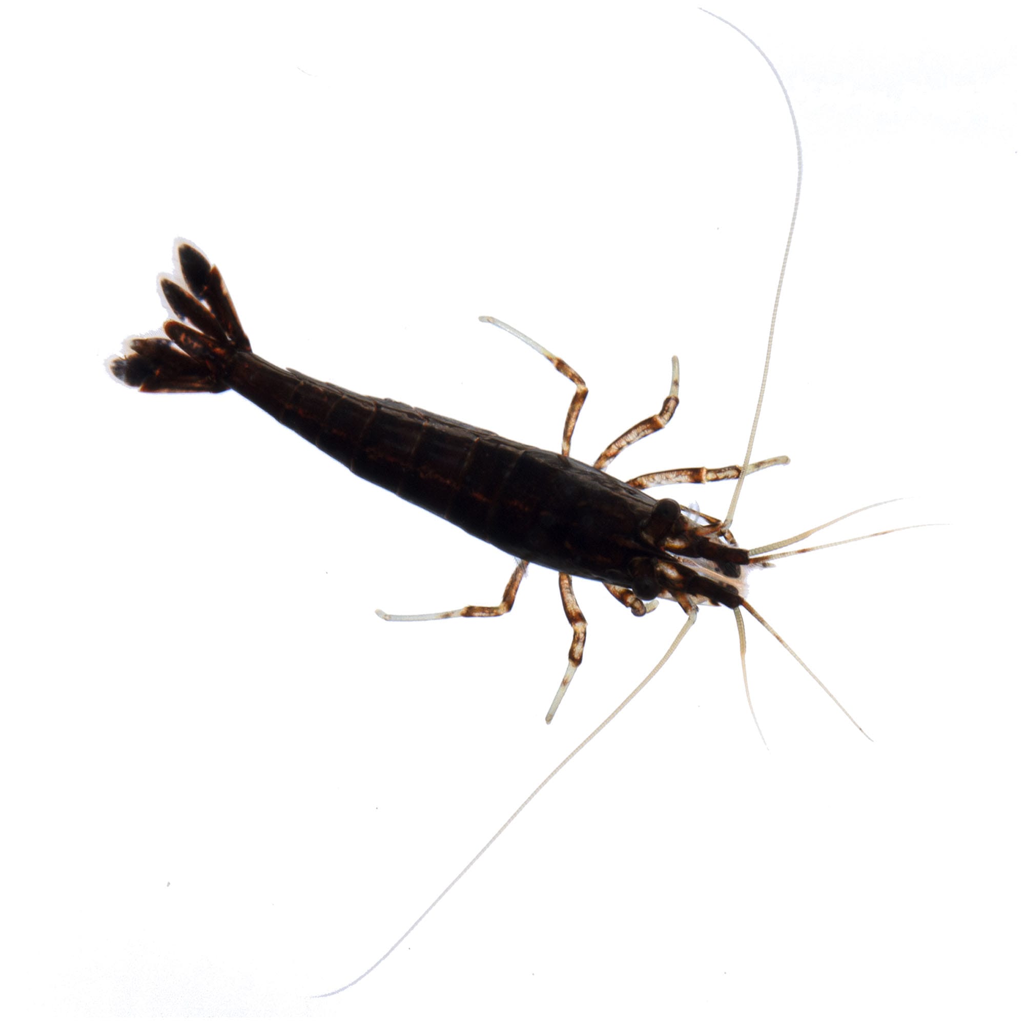 Chocolate Shrimps for Sale Neocaridina sp. Petco